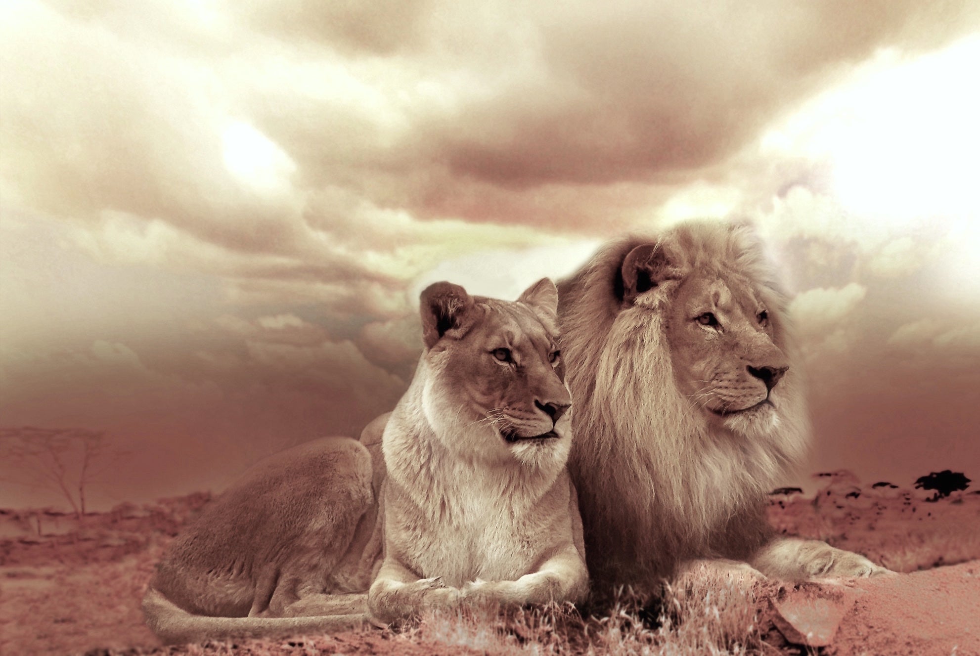 animals - wild / lions