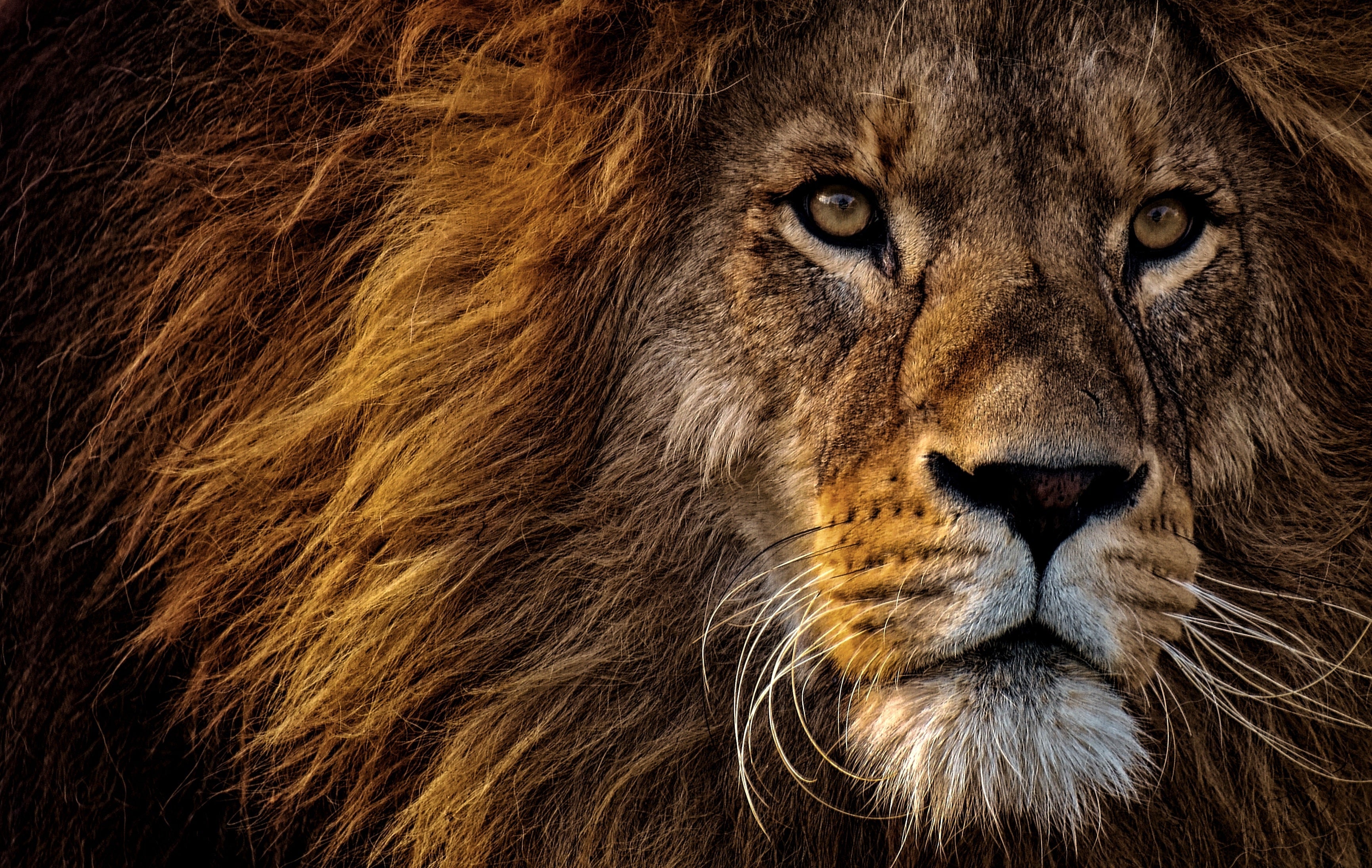 animals - wild / lions
