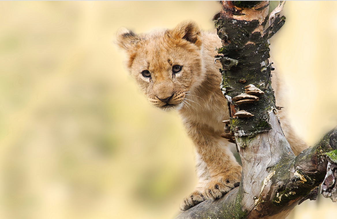 animals - wild / lions