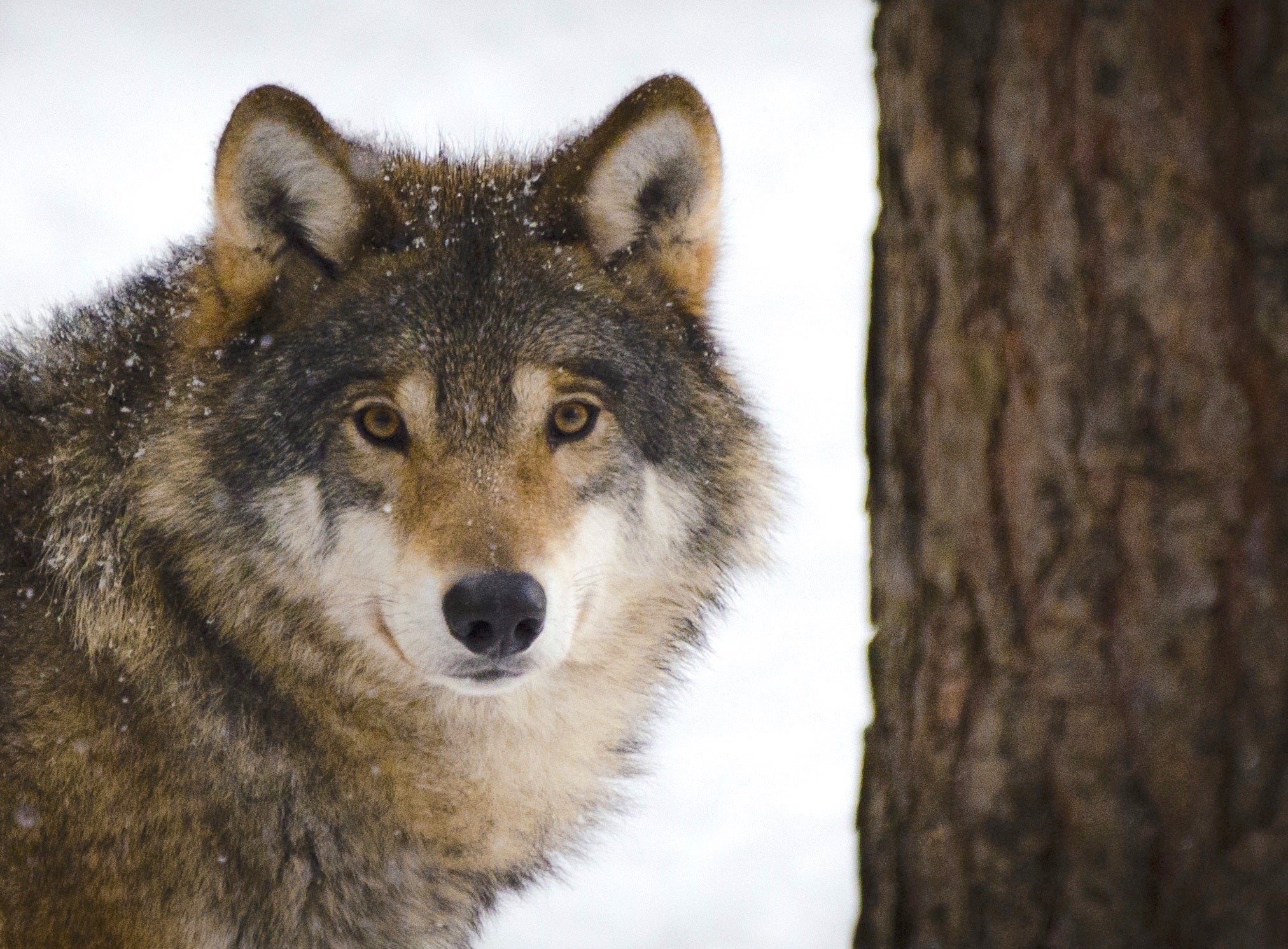 animals - wild / wolves
