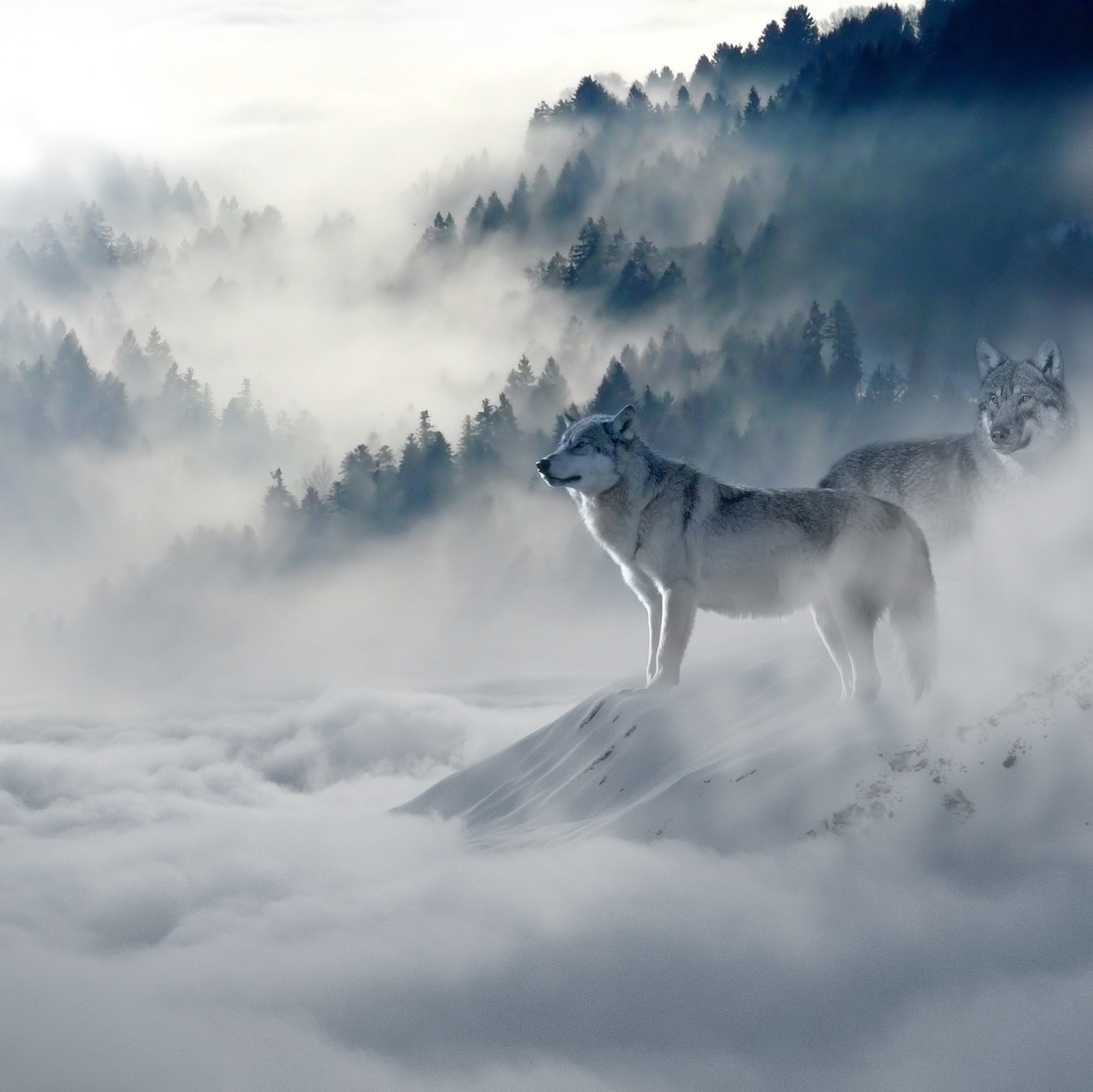 animals - wild / wolves