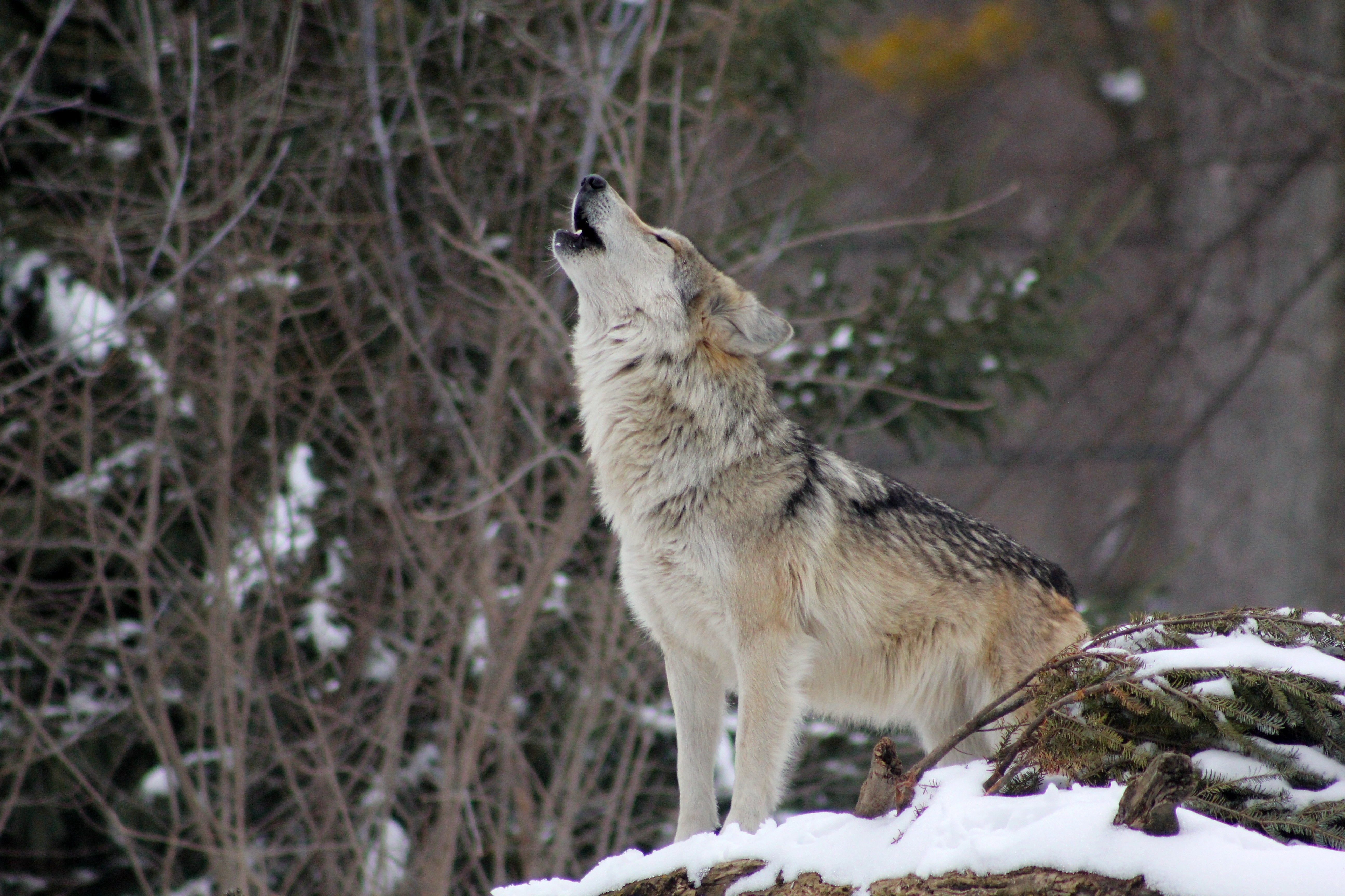animals - wild / wolves