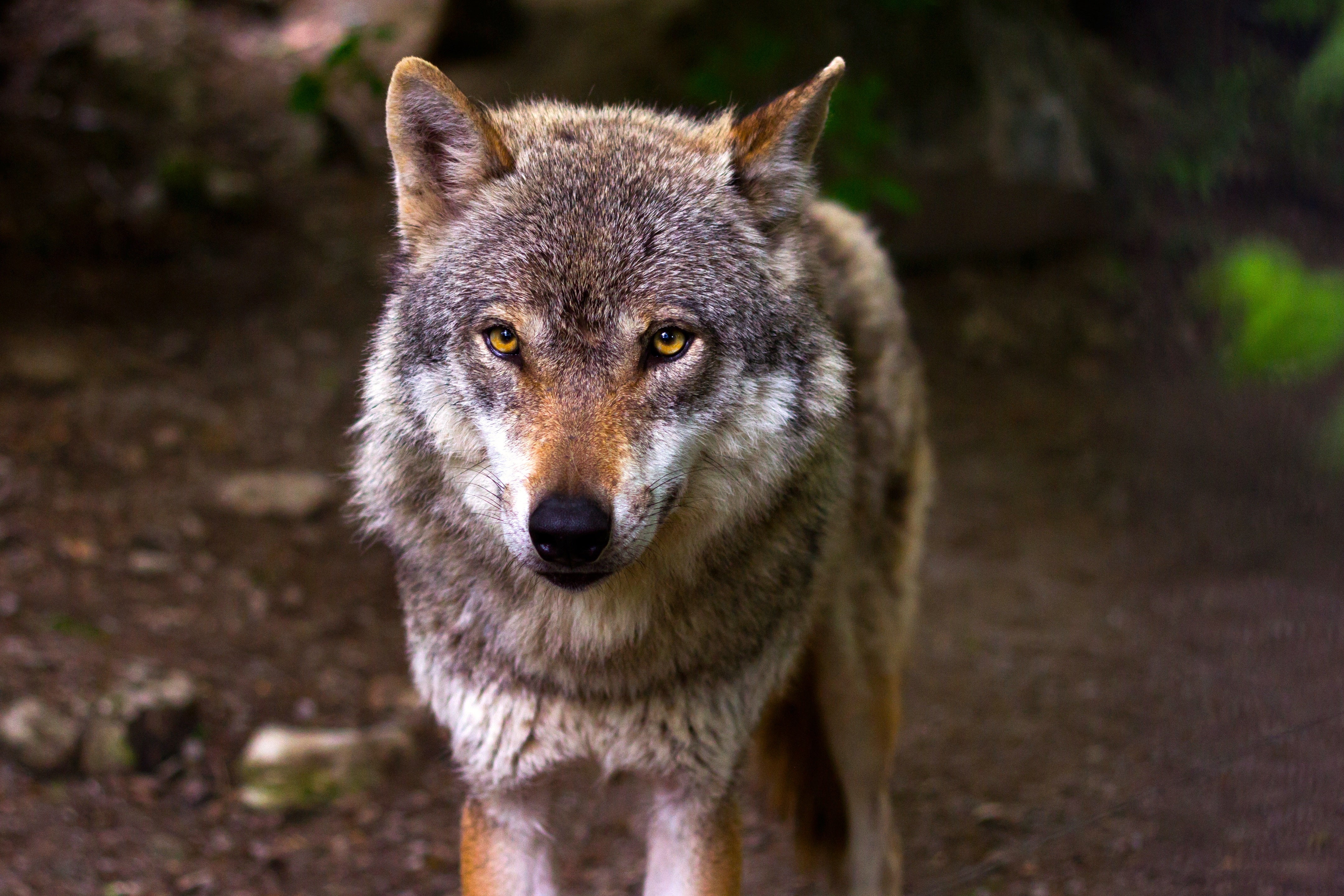 animals - wild / wolves