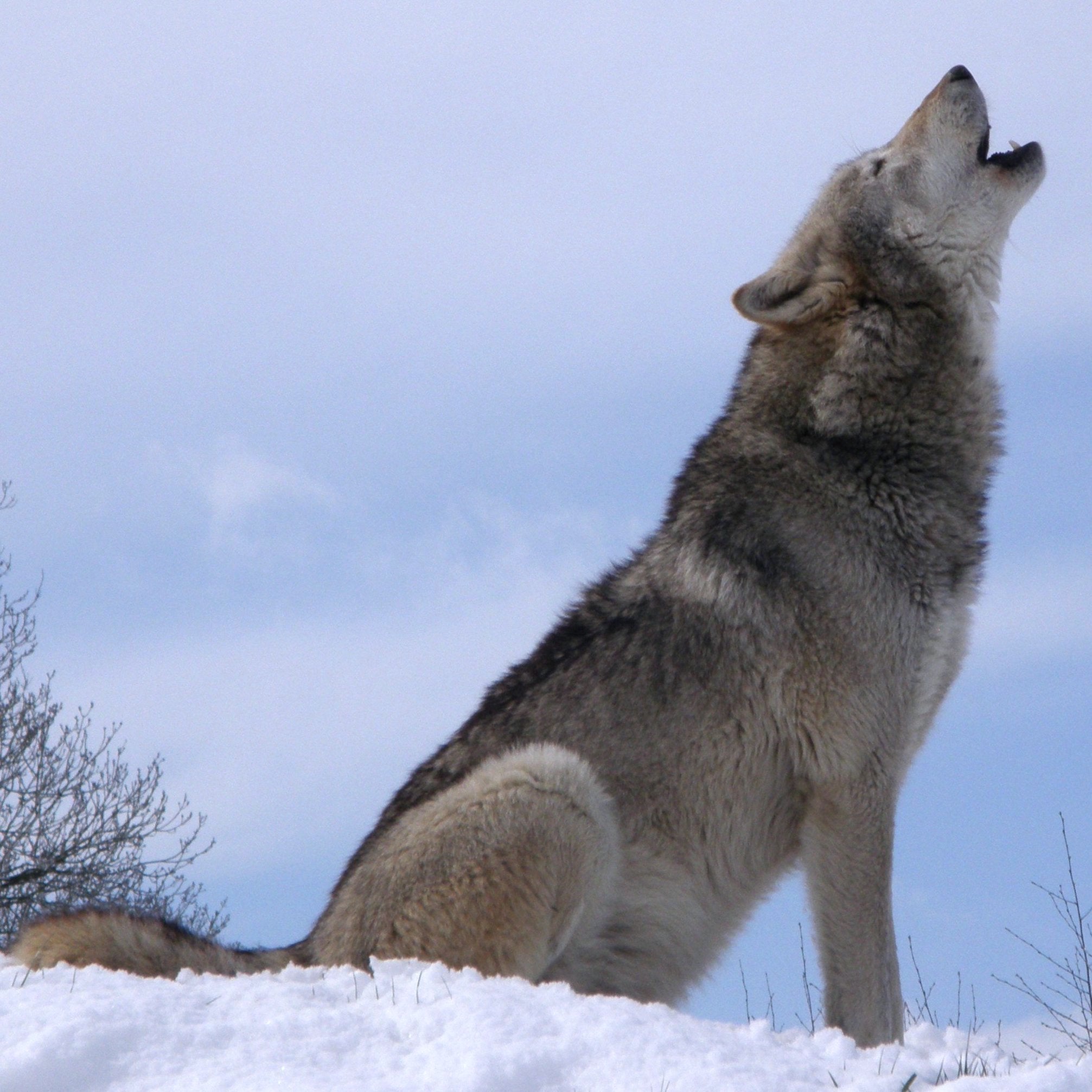animals - wild / wolves