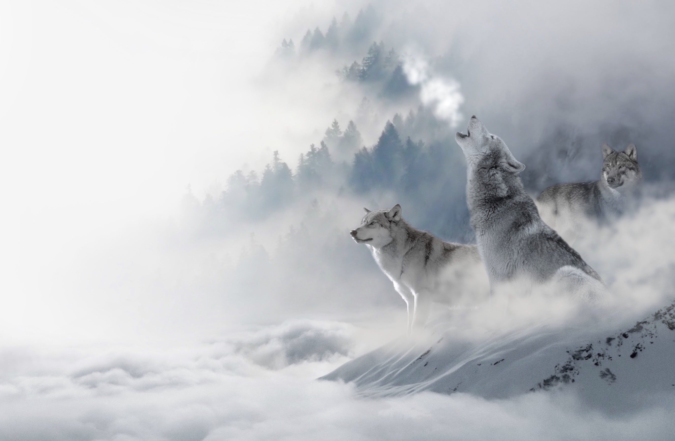 animals - wild / wolves