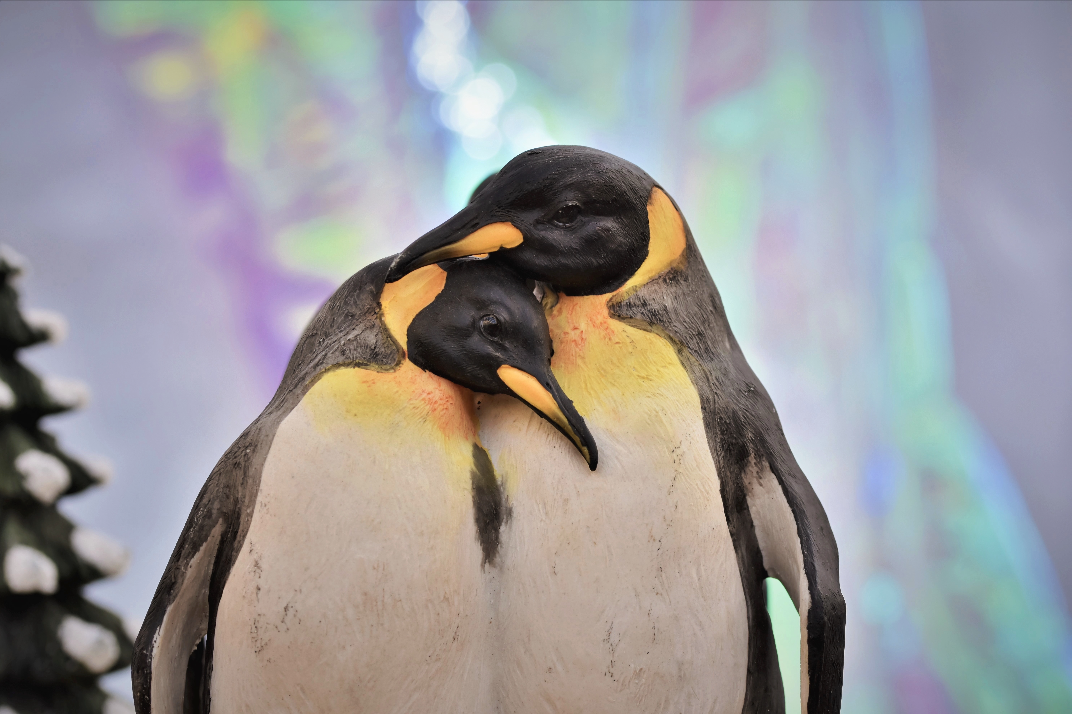 animals - sailors/penguin-penguin