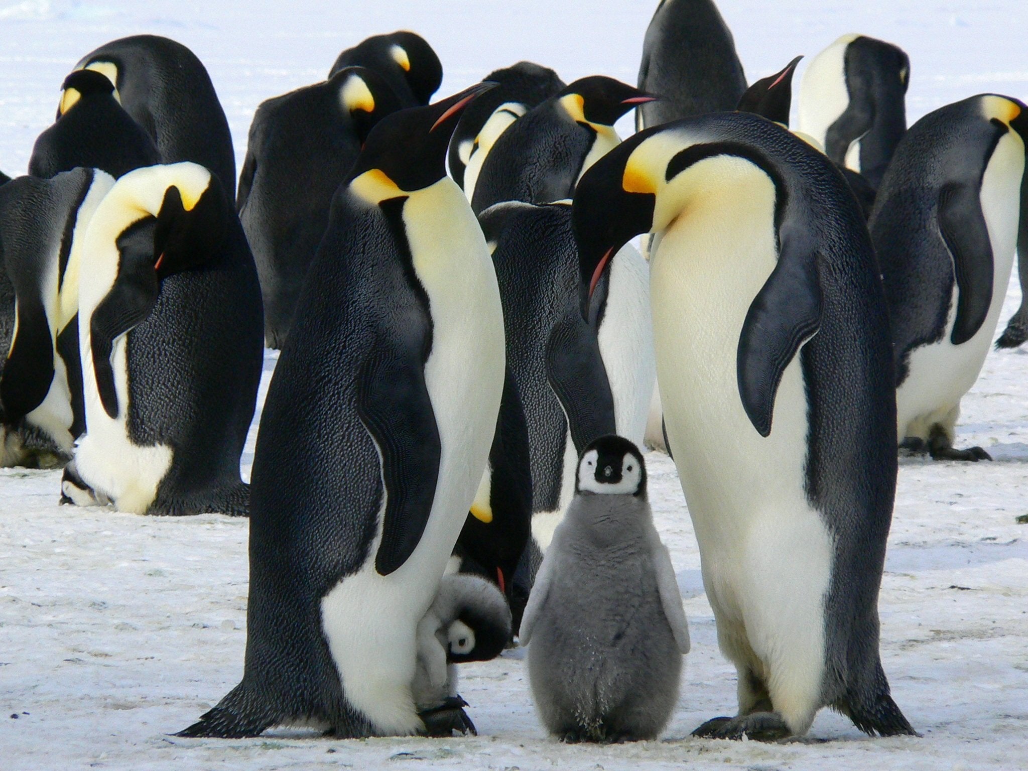 animals - sailors/penguin-penguin
