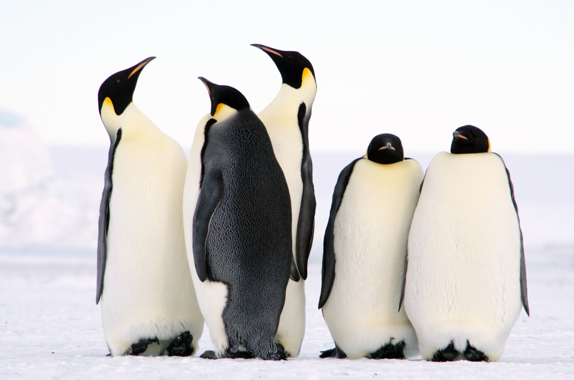 animals - sailors/penguin-penguin
