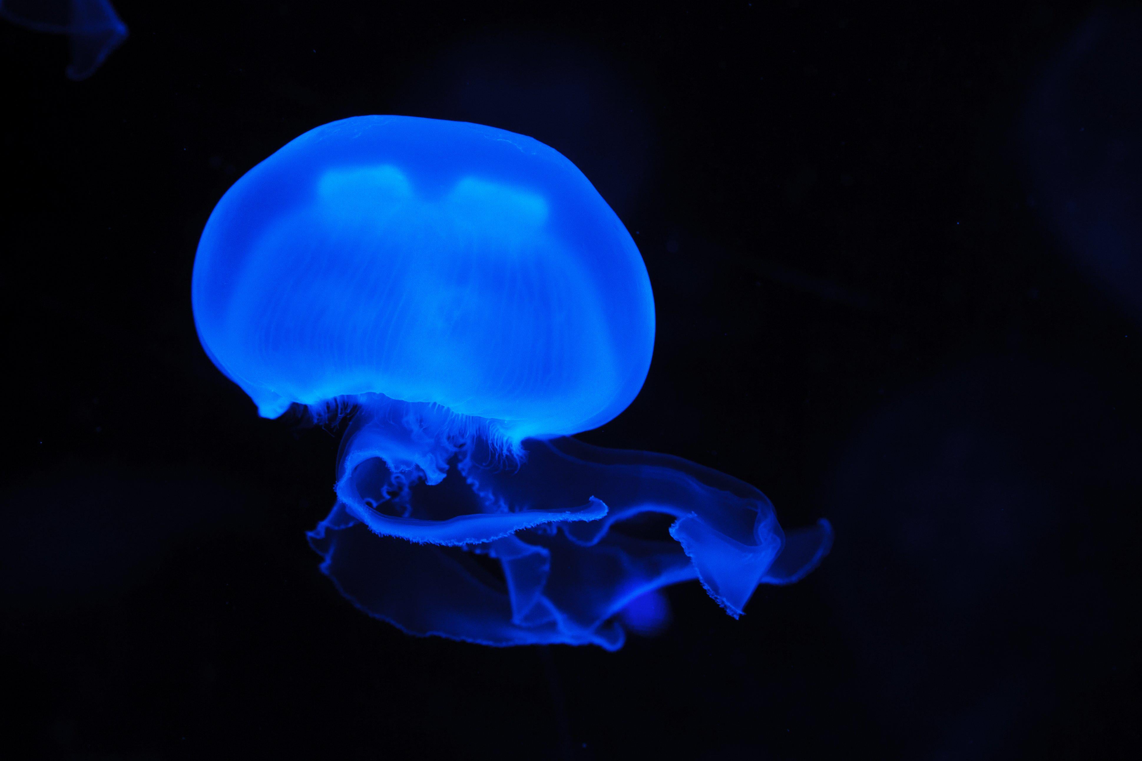 animals - marine/jellyfish