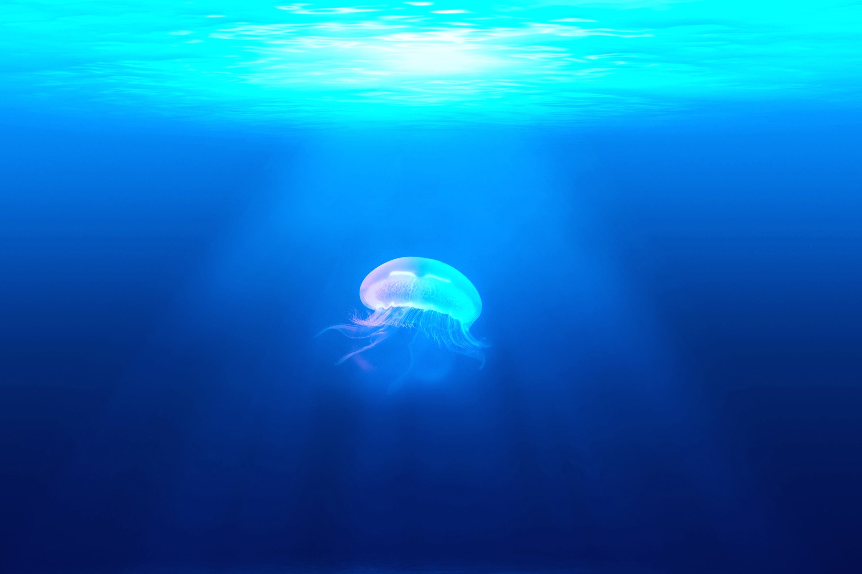 animals - marine/jellyfish