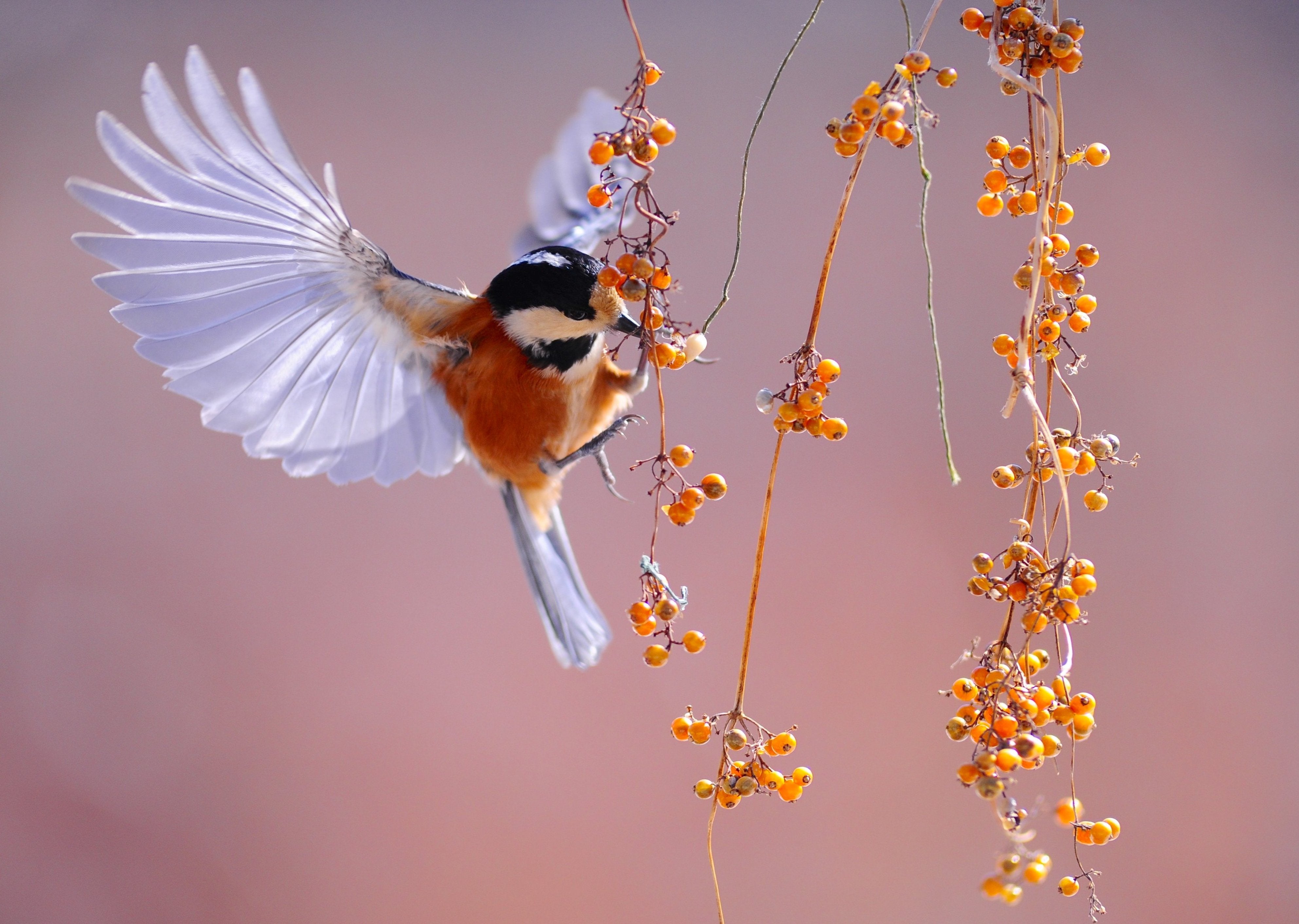 animals - flying /tit birds