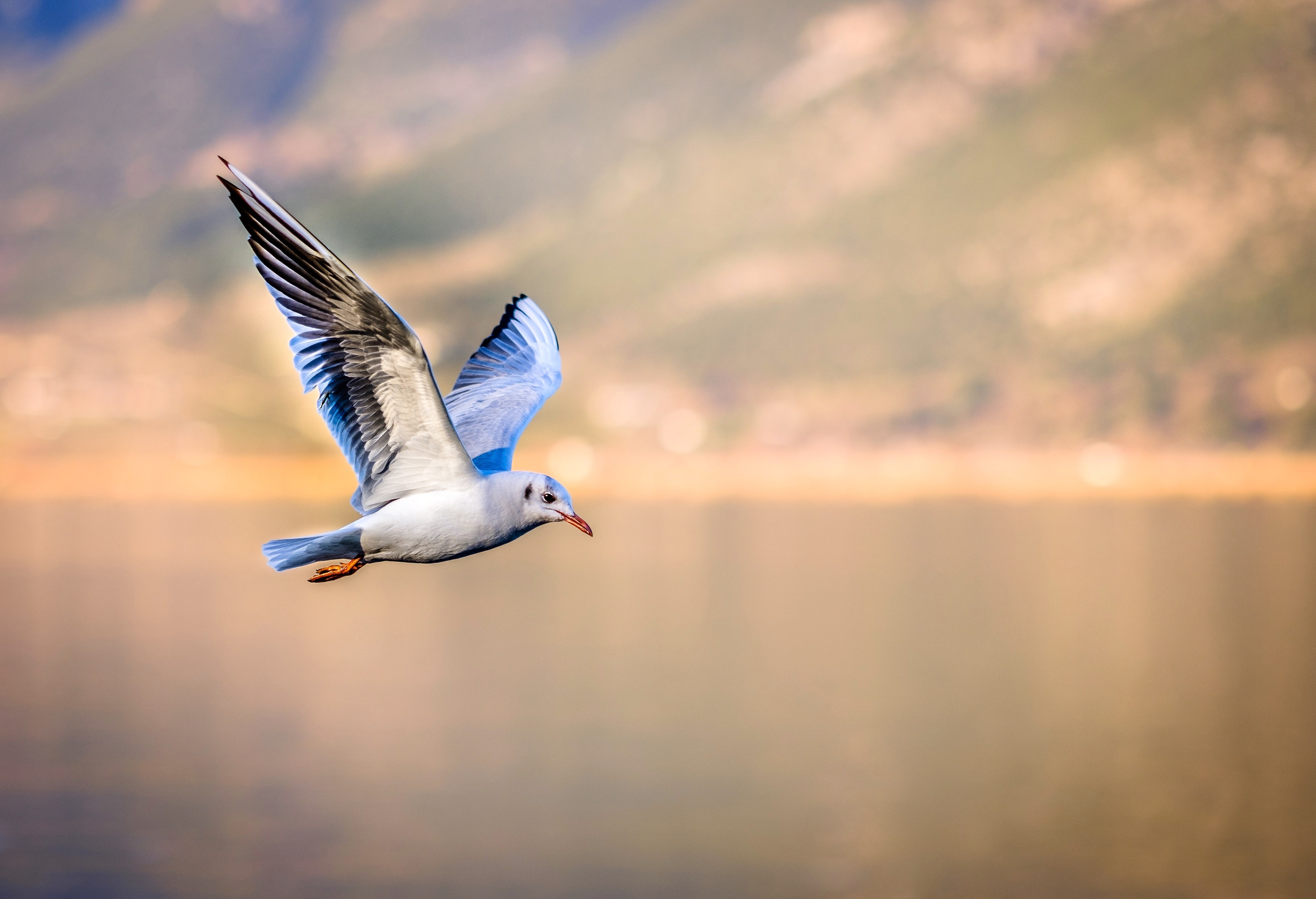animals - flying / seagull birds