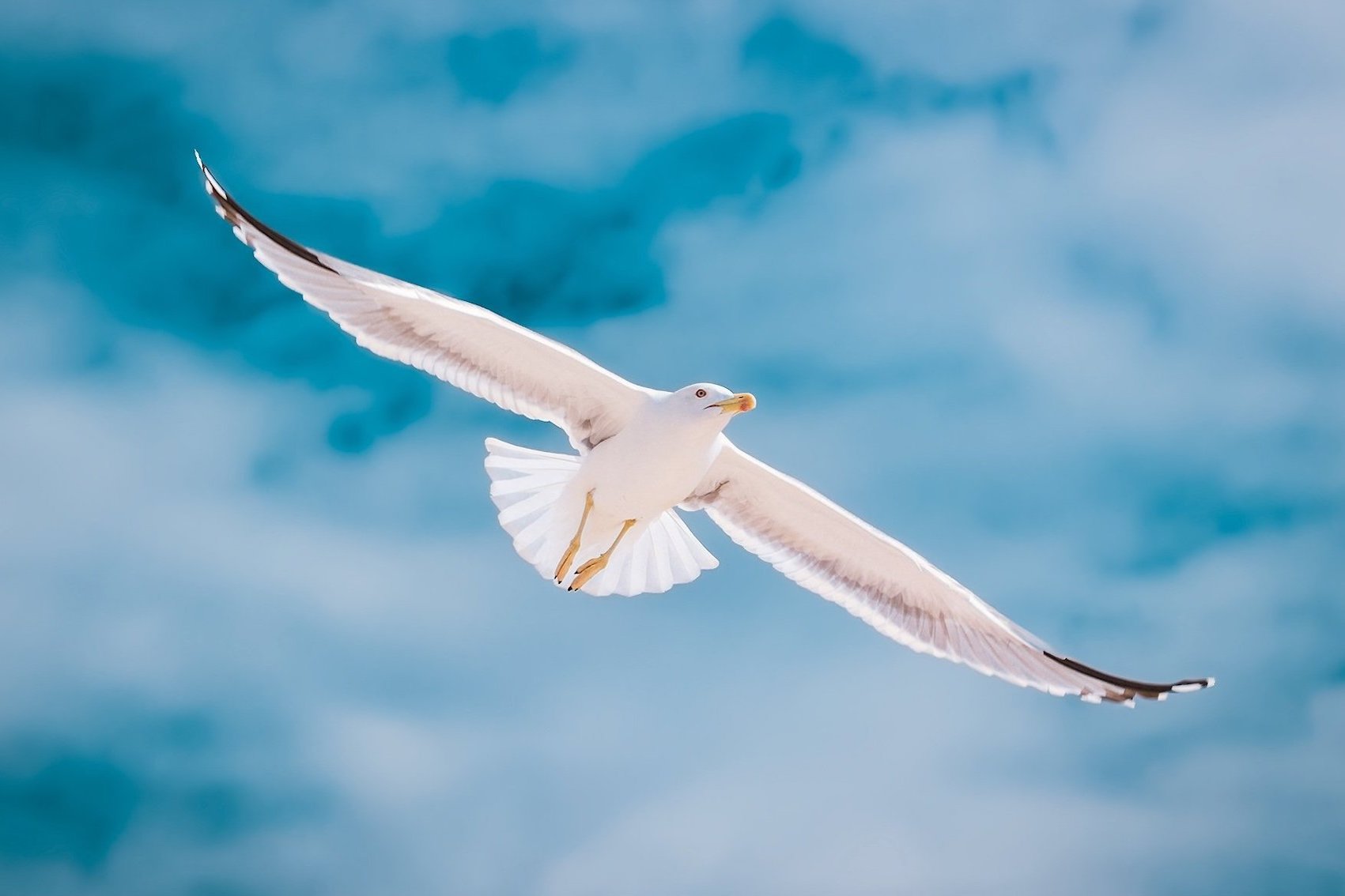 animals - flying / seagull birds
