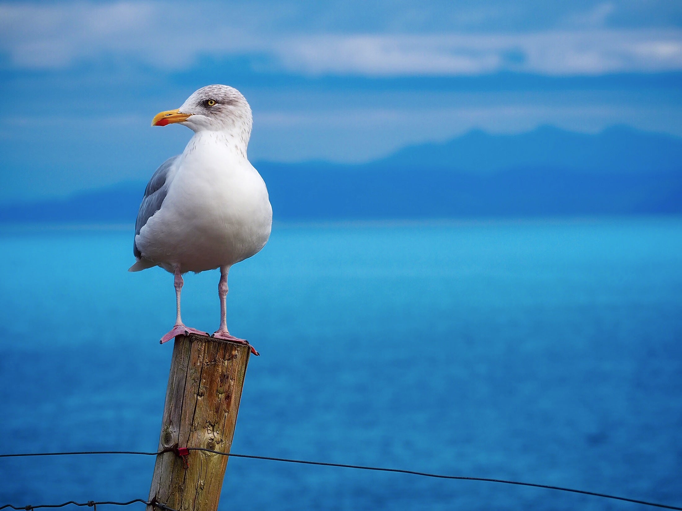animals - flying / seagull birds