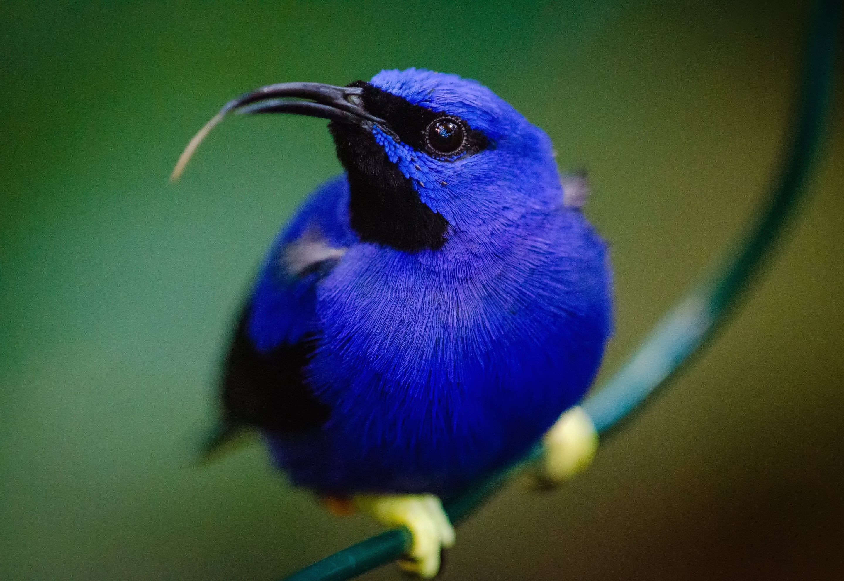 animals - flying /birds