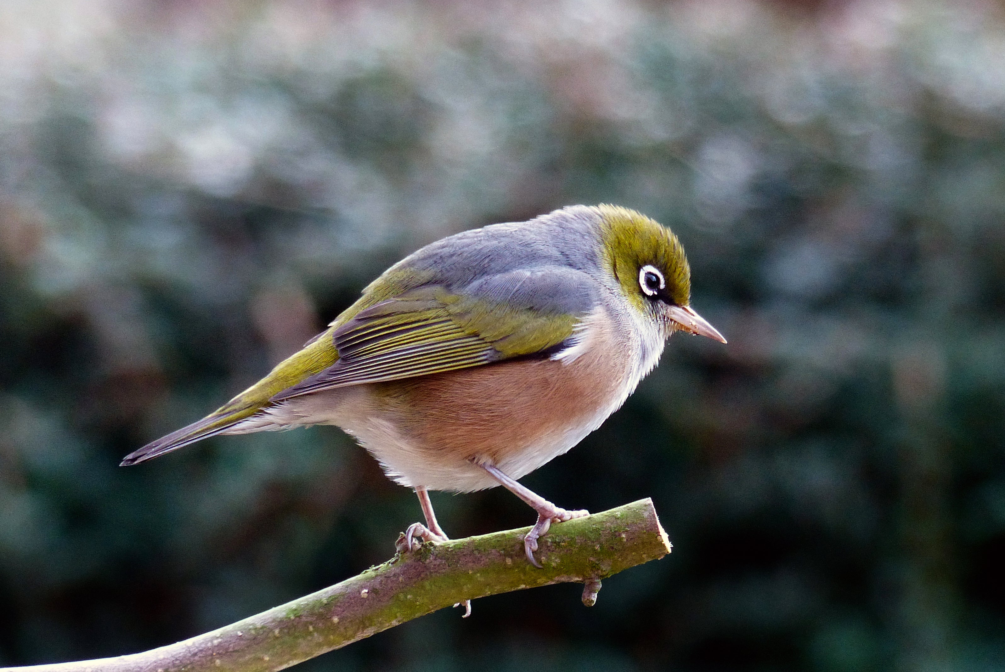 animals - flying /birds
