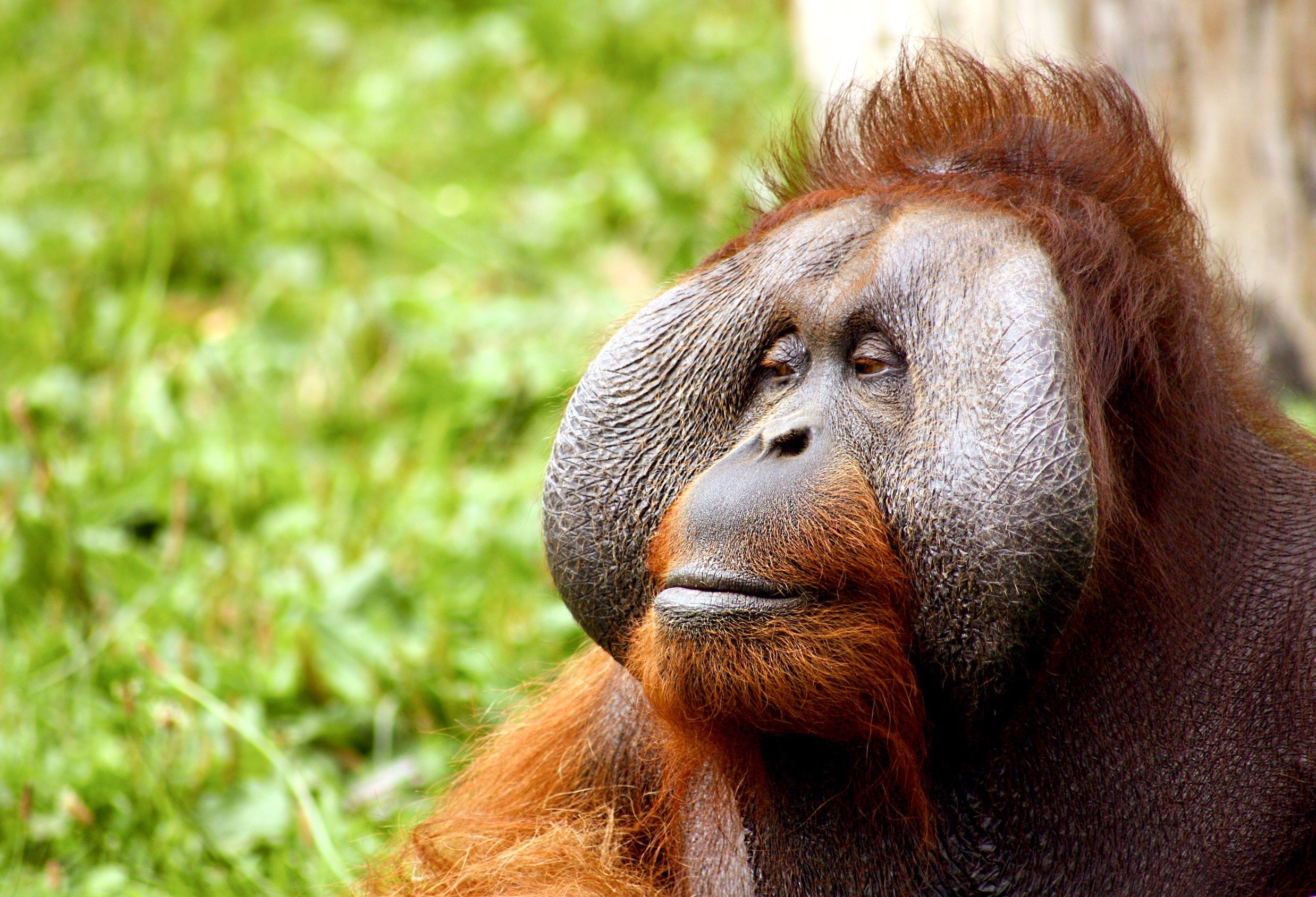 animals - wild / monkeys