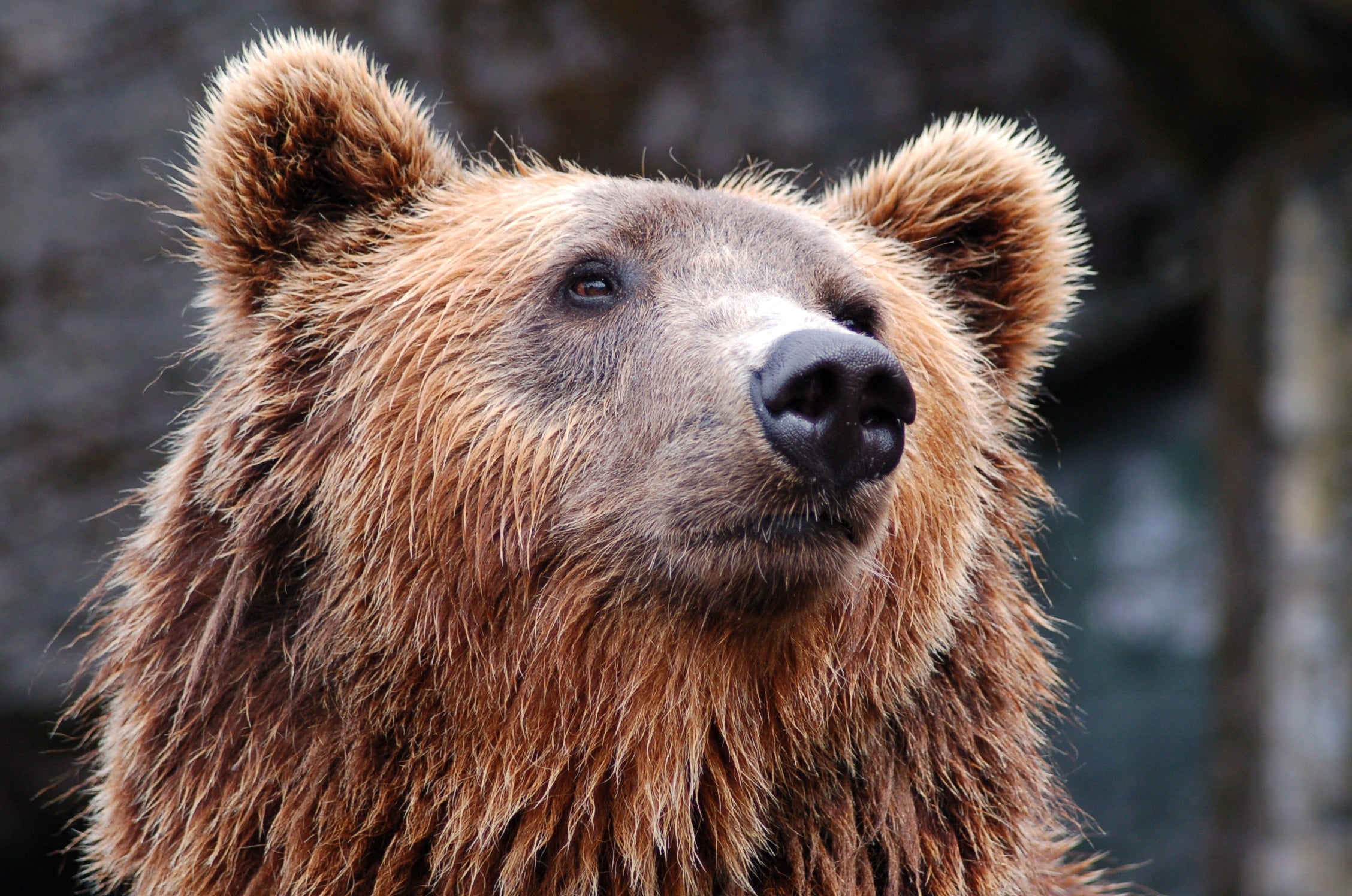 animals - wild / bears