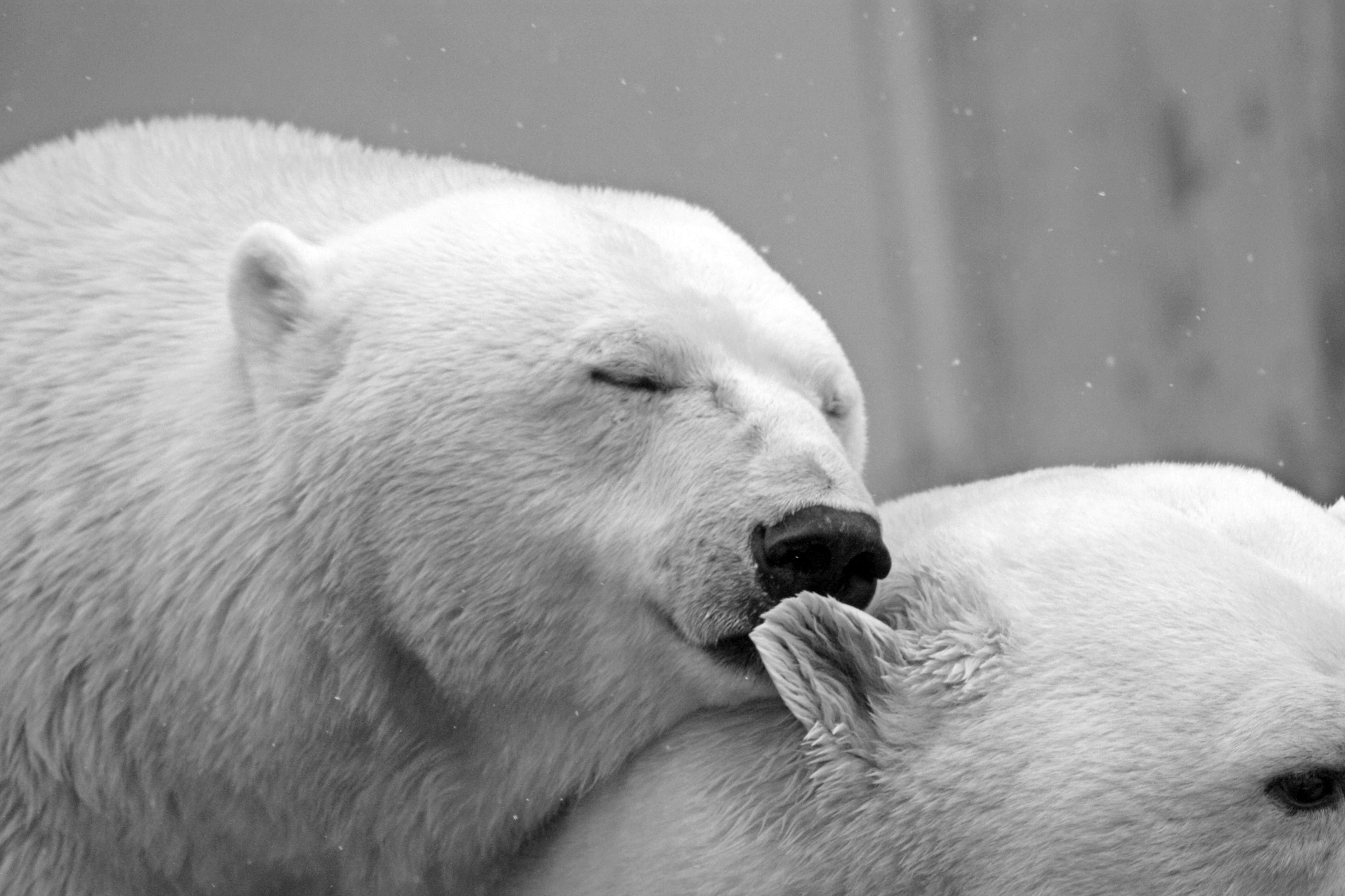 animals - wild / bears
