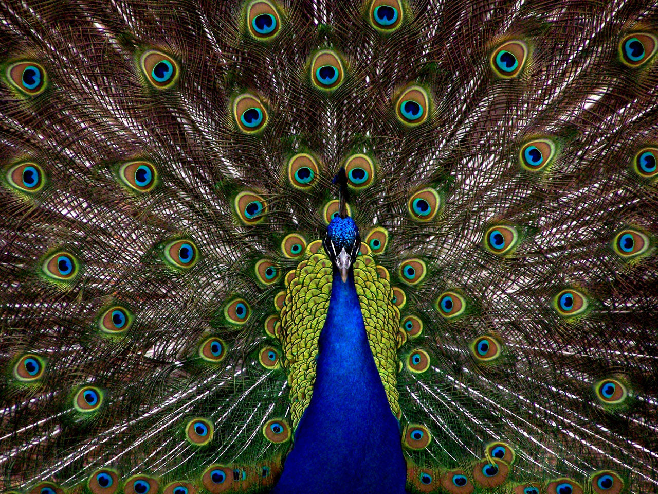 animals - flying / peacock birds