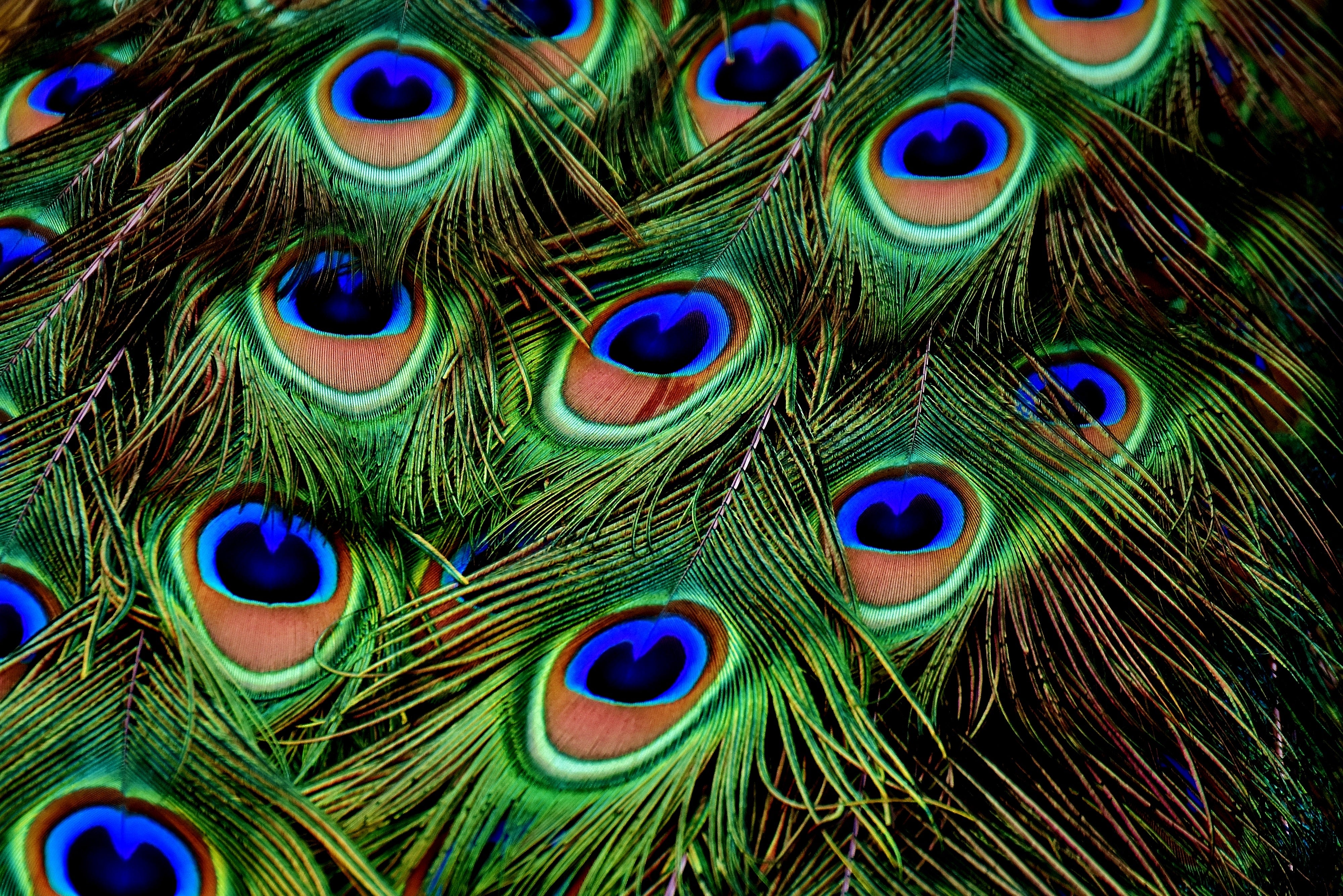 animals - flying / peacock birds