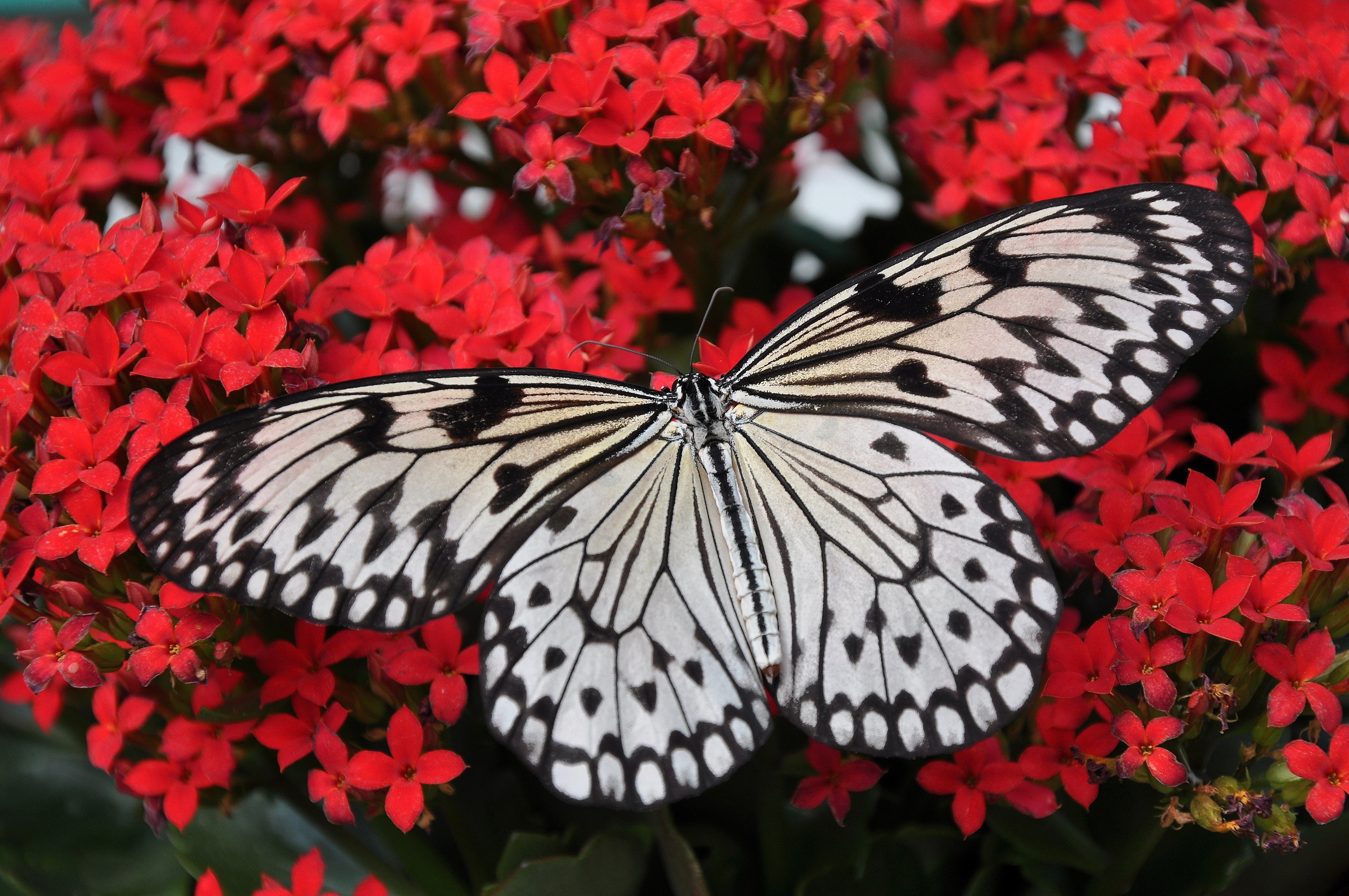 animals - flying / butterfly