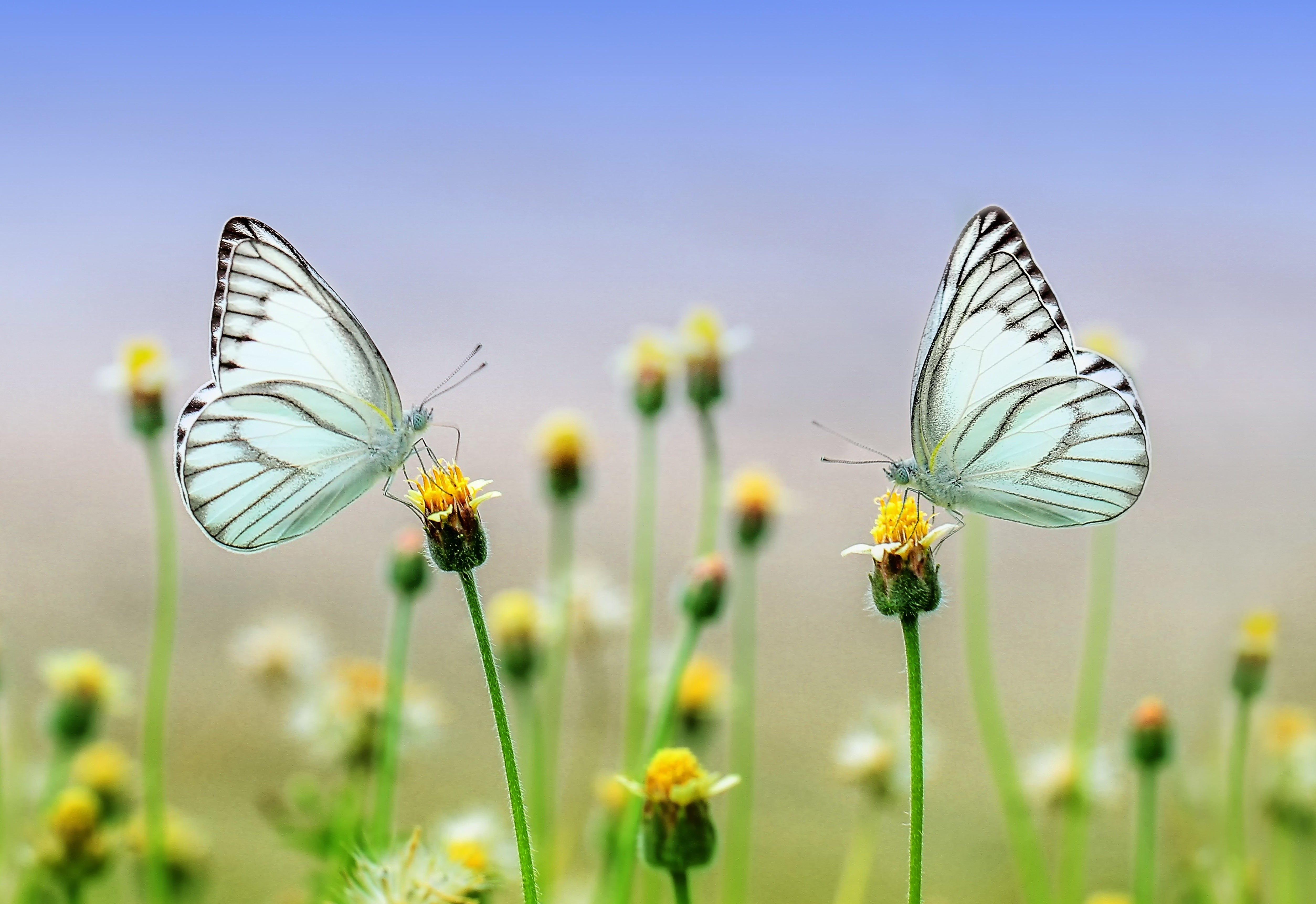 animals - flying / butterfly