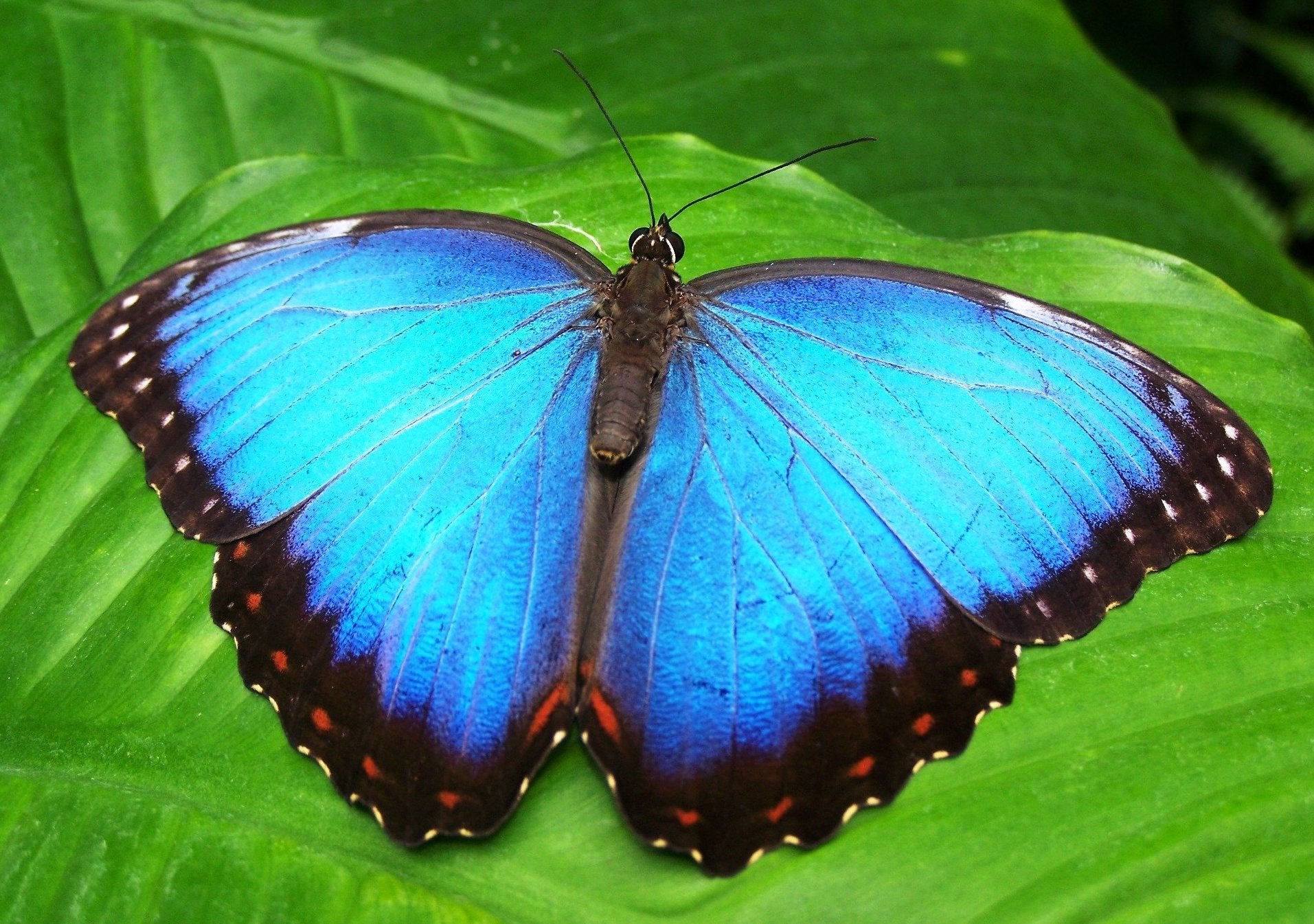 animals - flying / butterfly