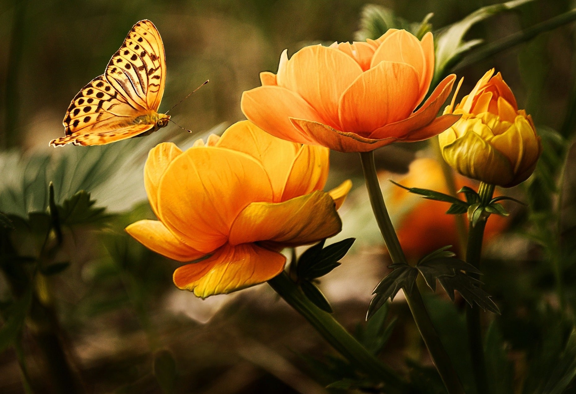 animals - flying / butterfly