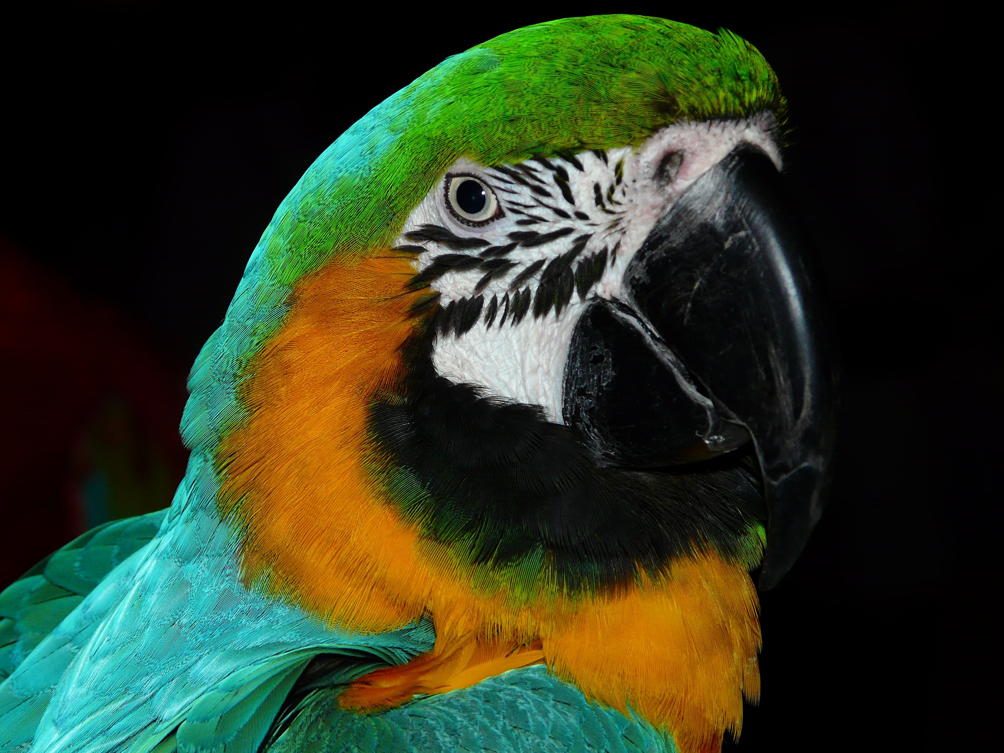 animals - flying /birds-parrot