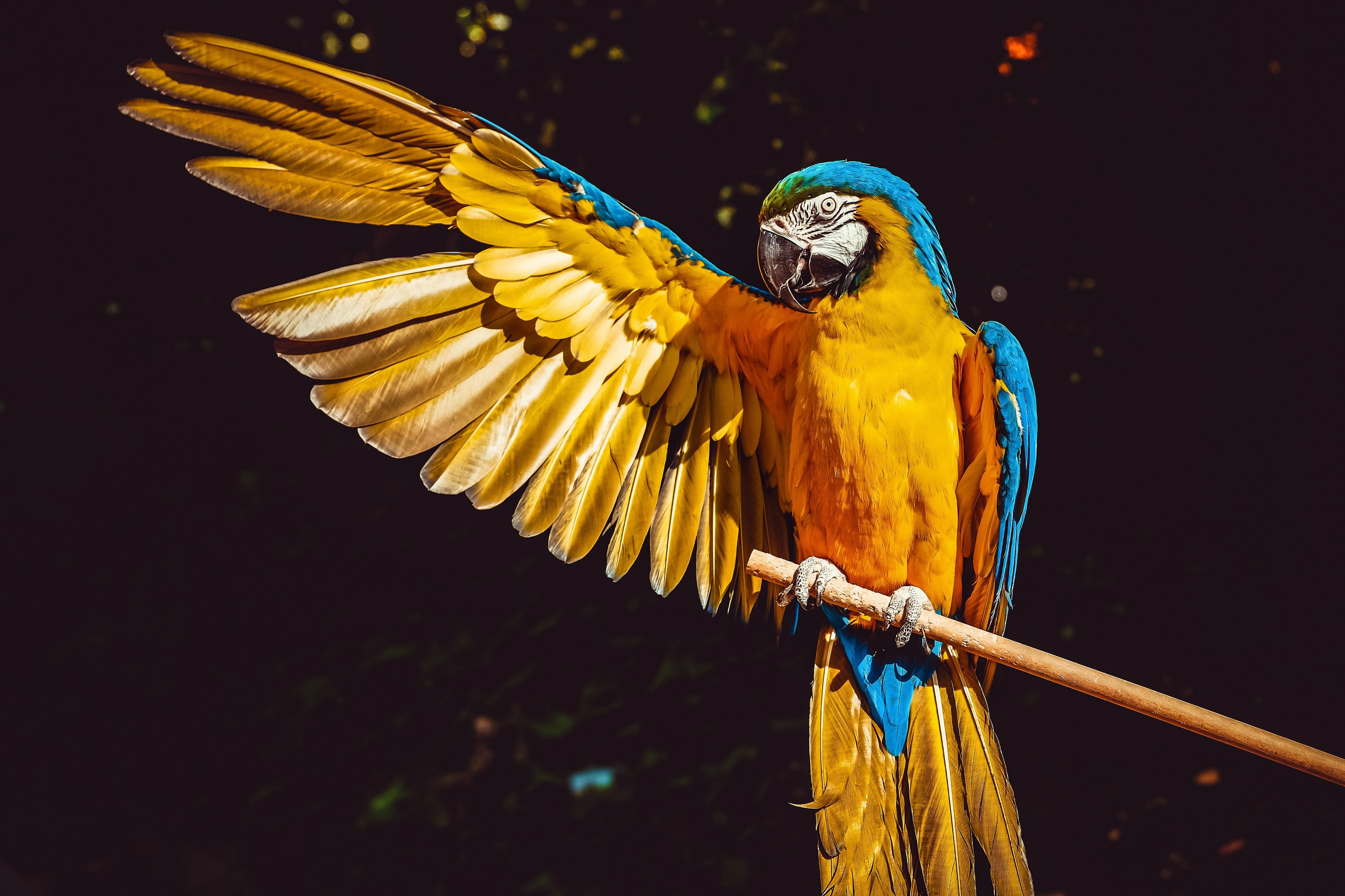 animals - flying /birds-parrot