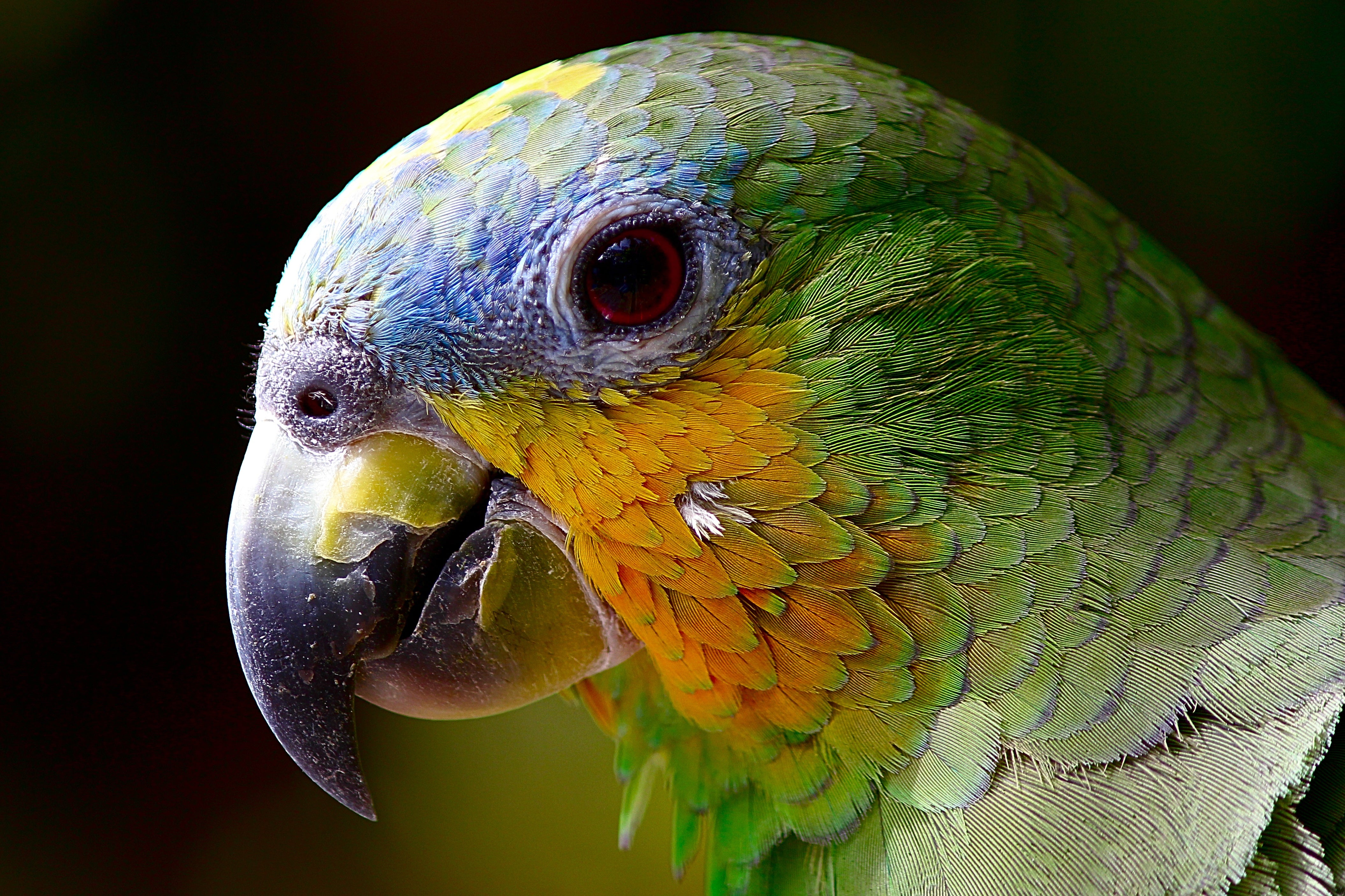 animals - flying /birds-parrot