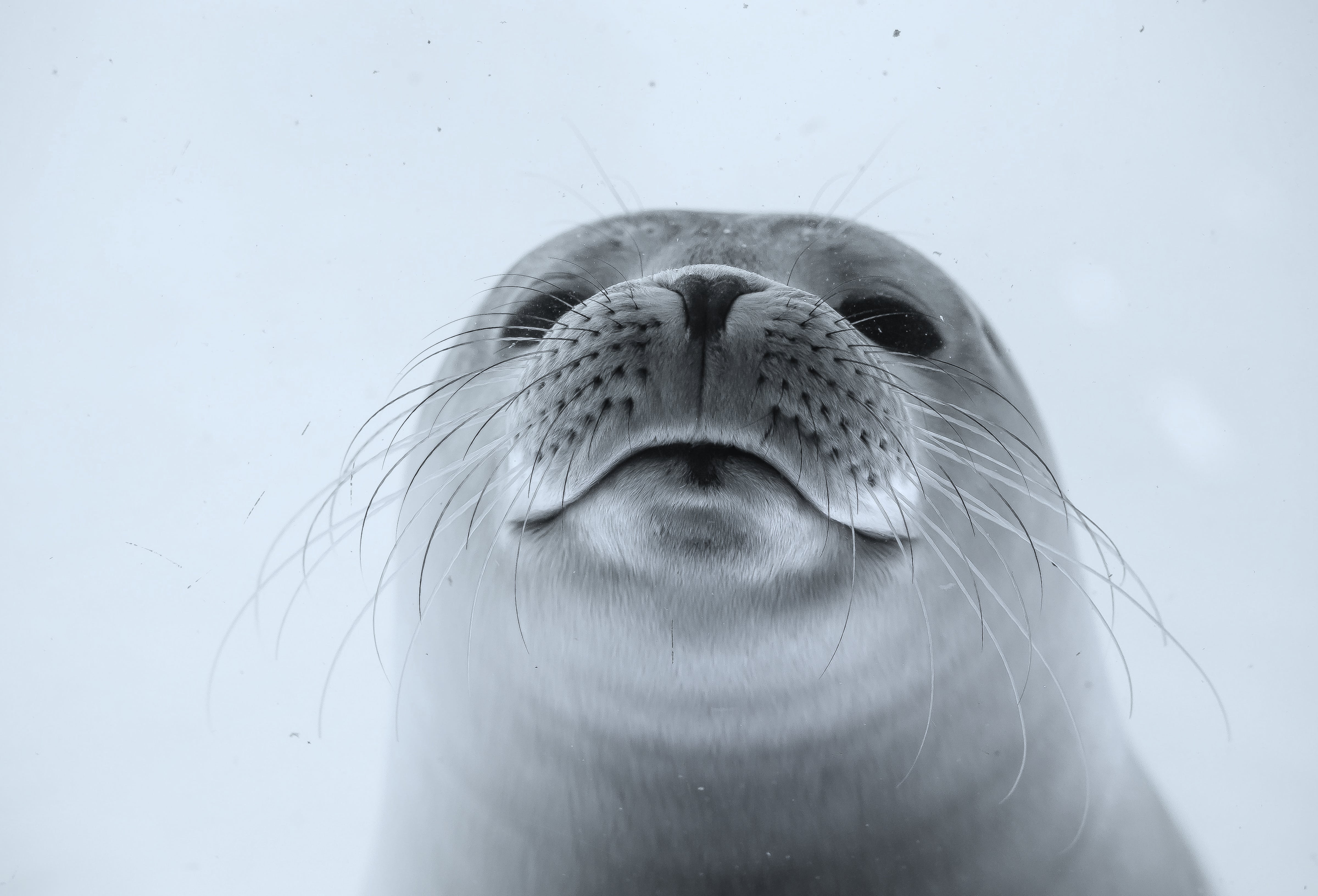 animals - marine/seal