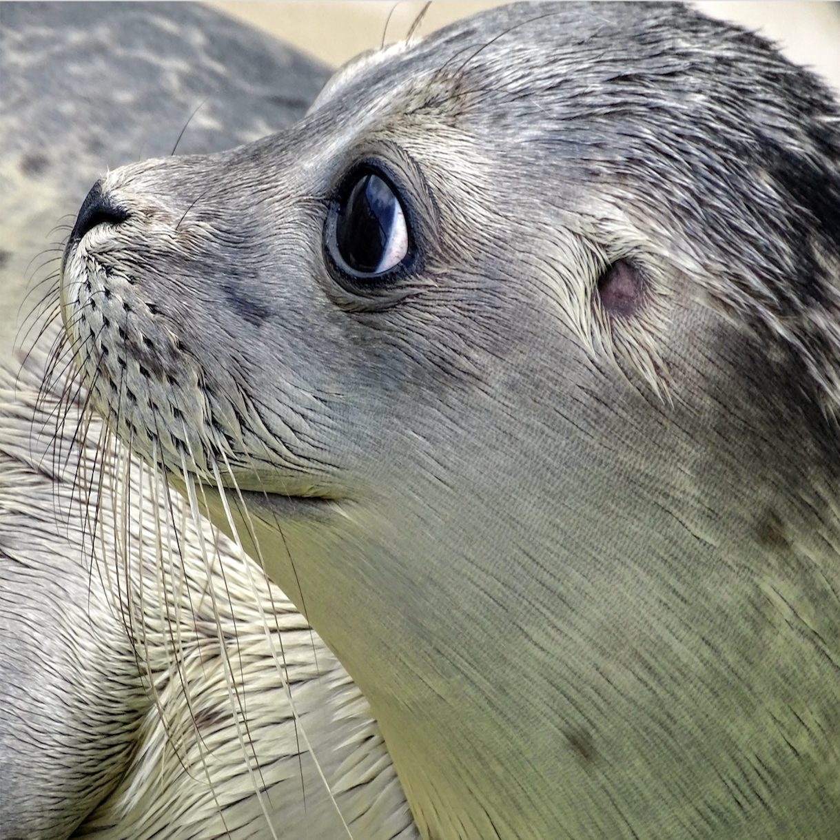 animals - marine/seal