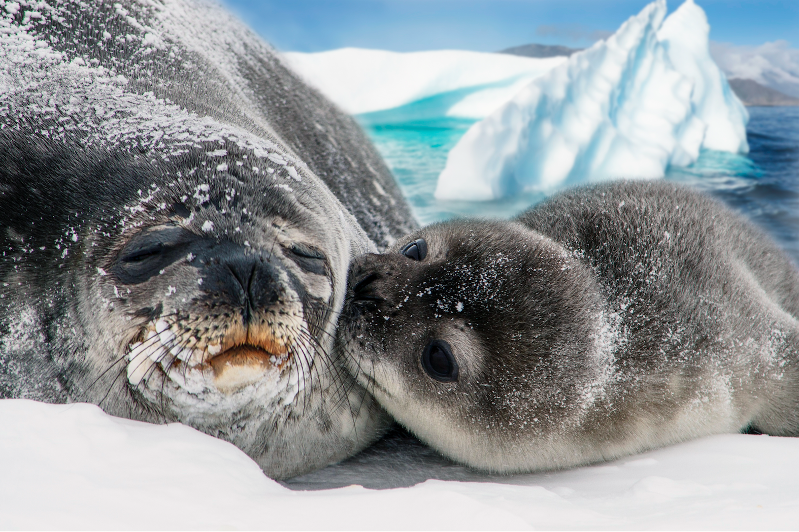 animals - marine/seal