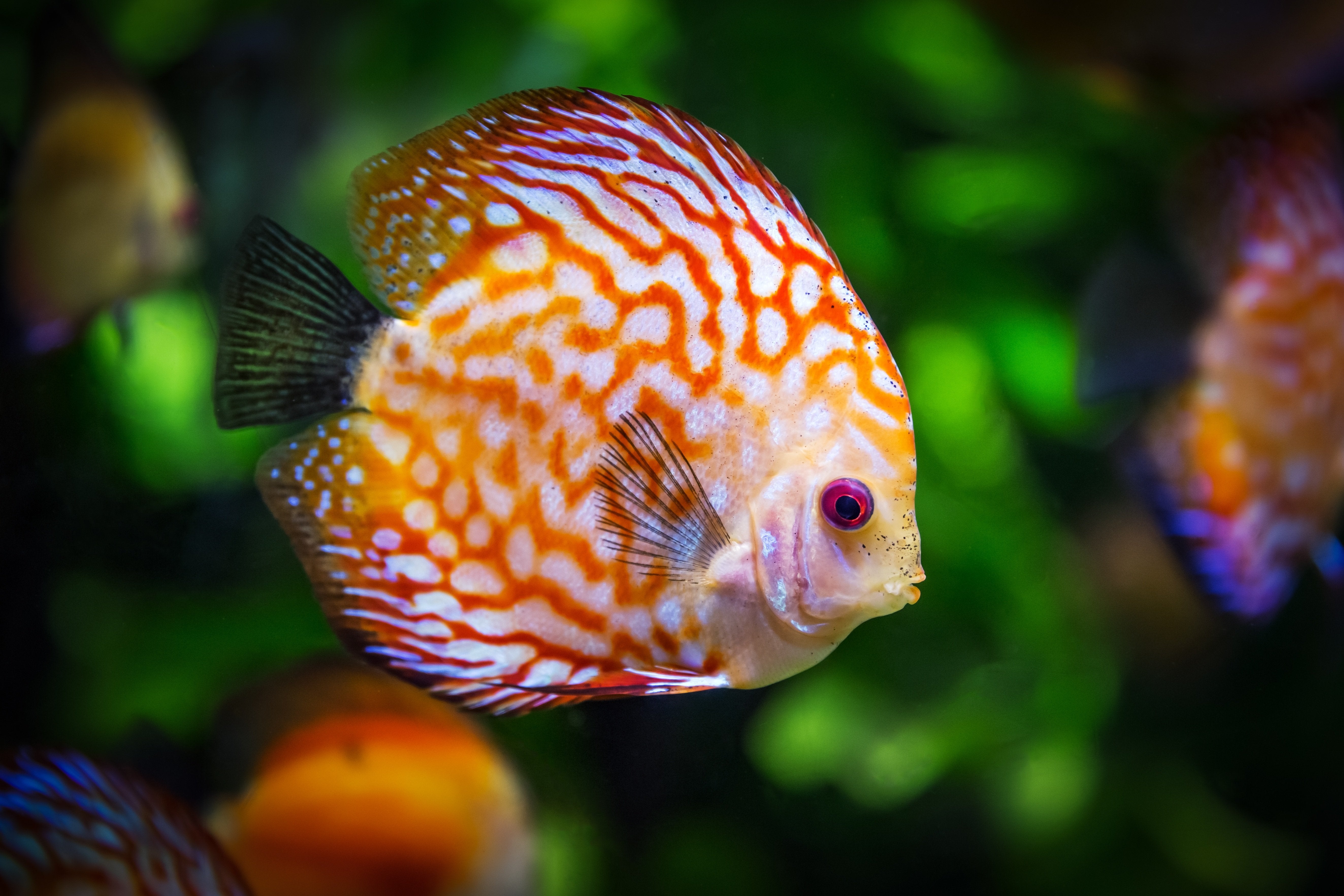 animaux - marins /poisson