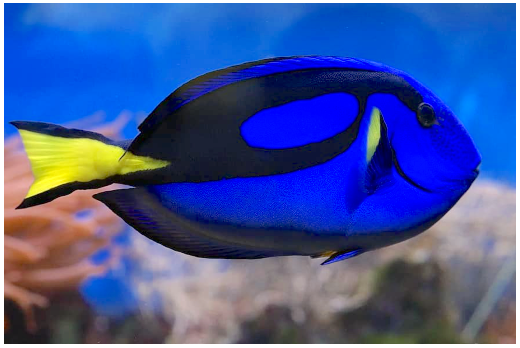 animals - marine / fish