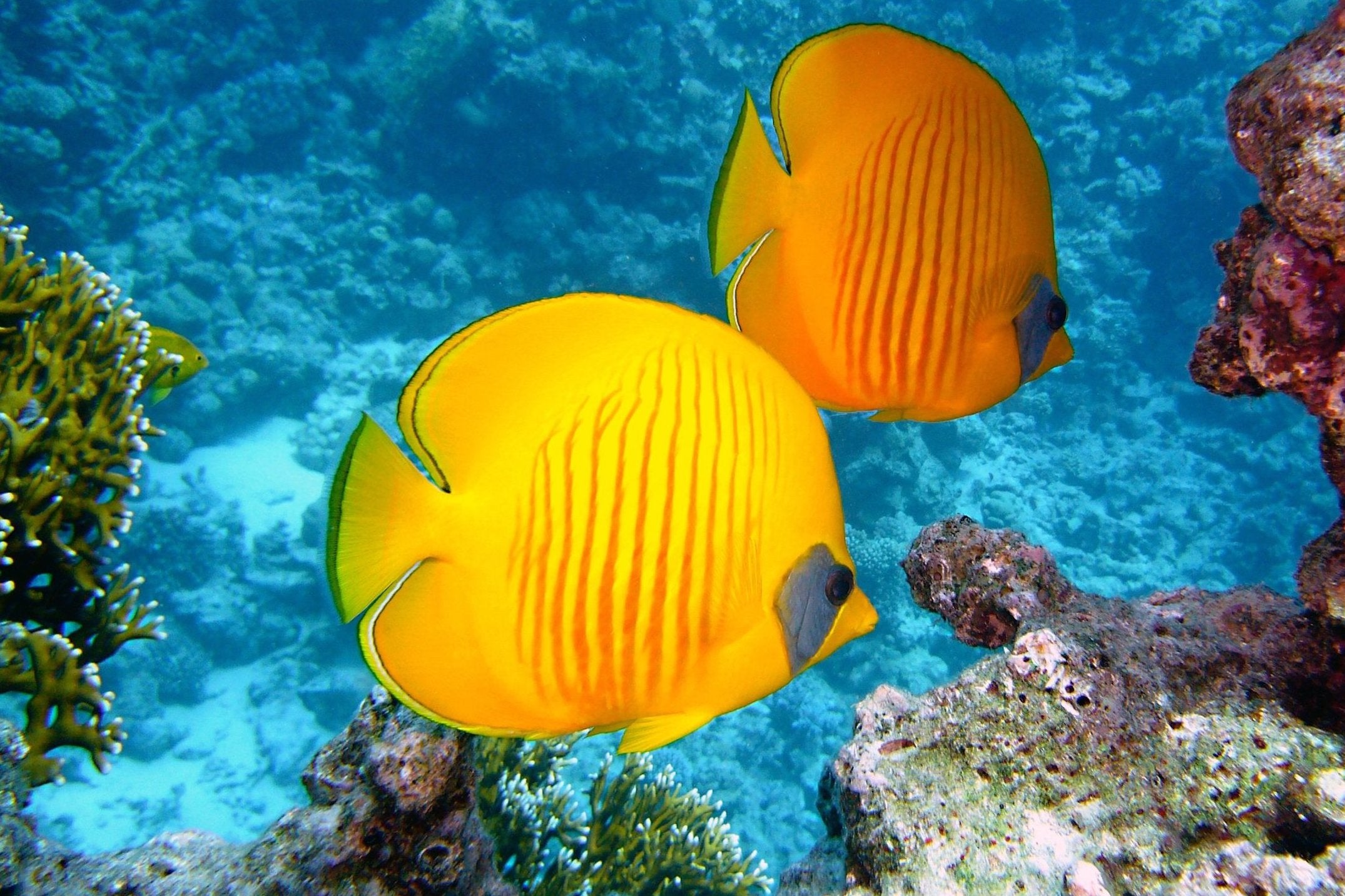 animaux - marins /poisson