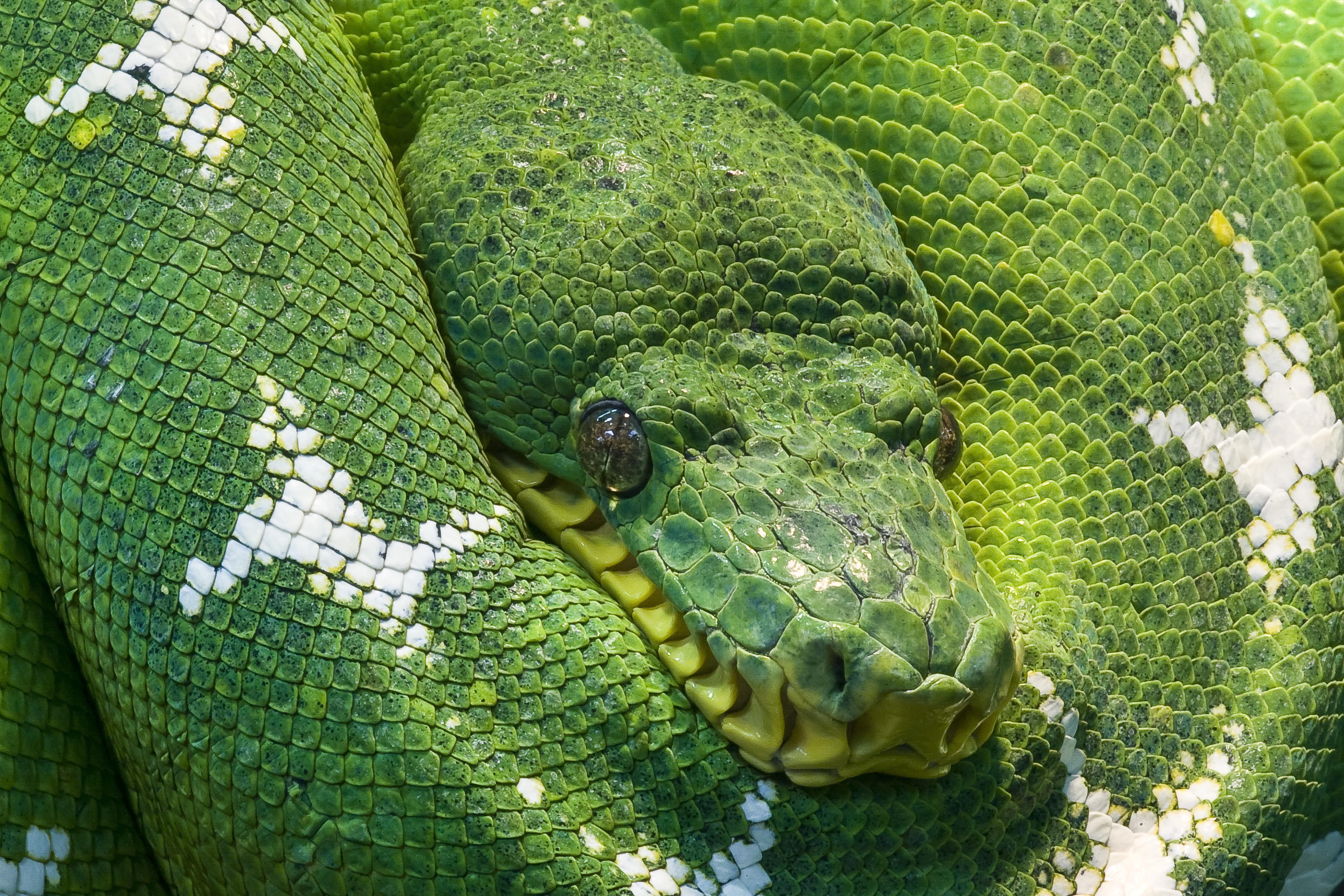 animals - wild / snakes
