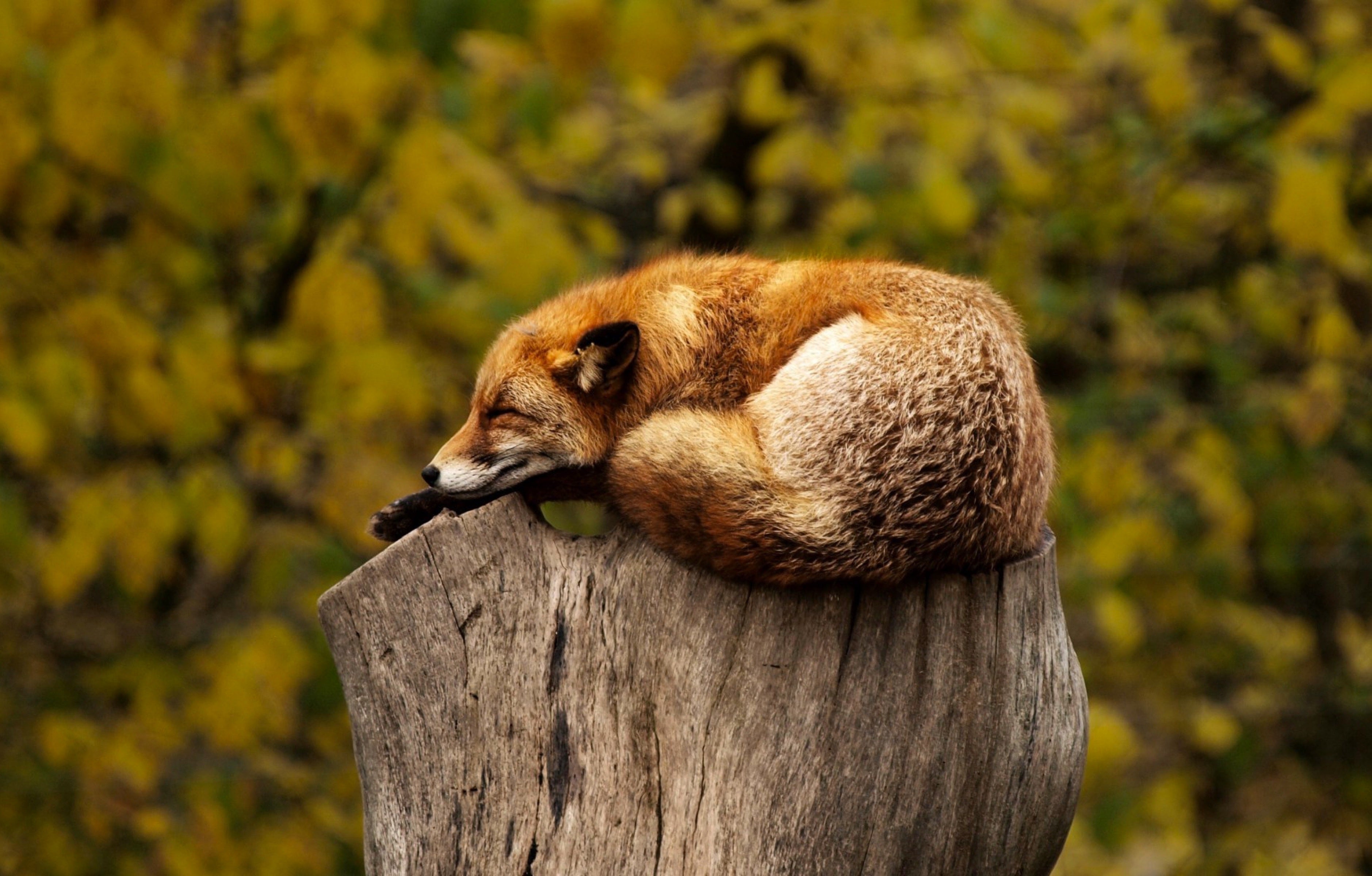 animals - wild / foxes