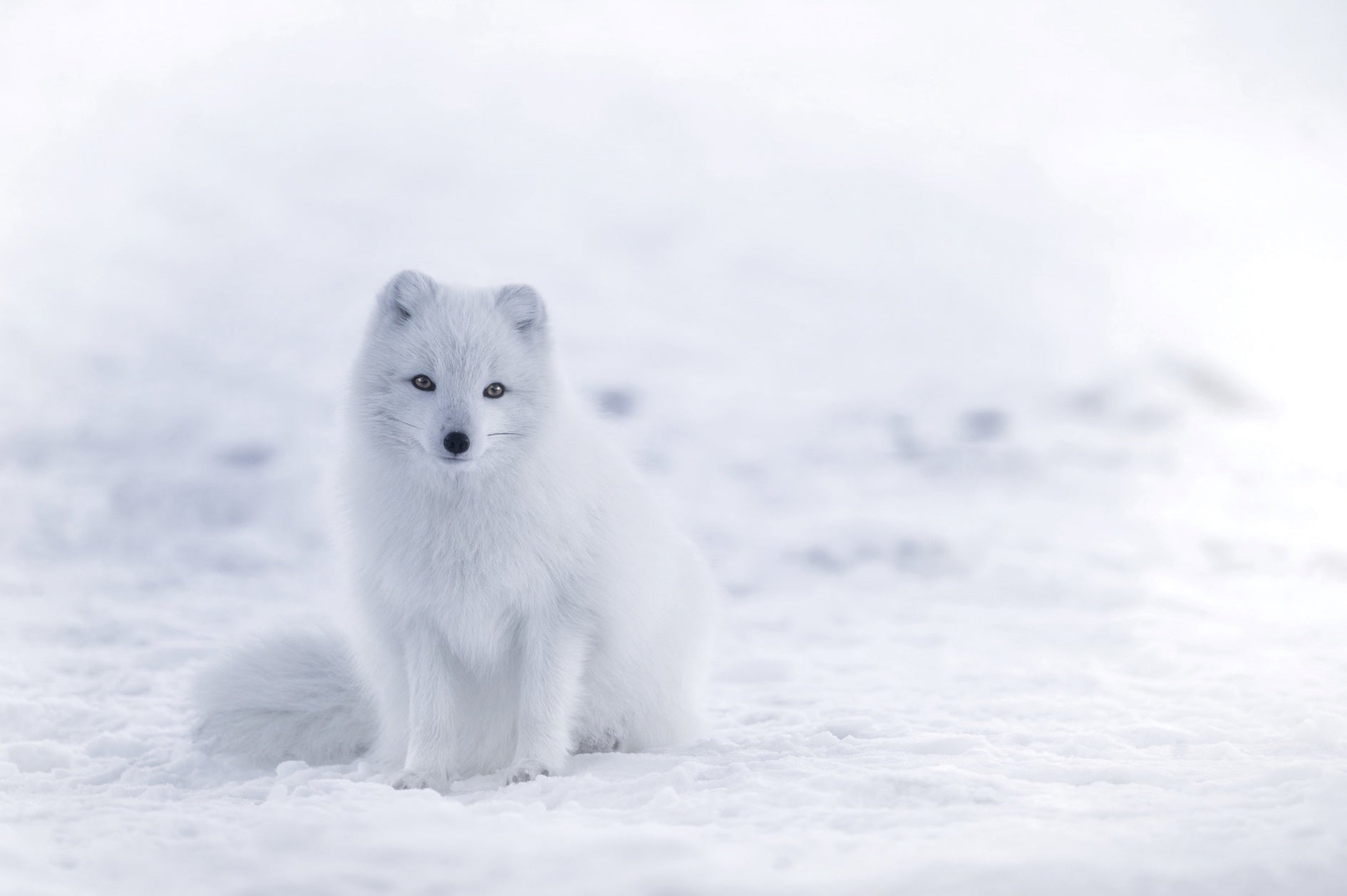 animals - wild / foxes