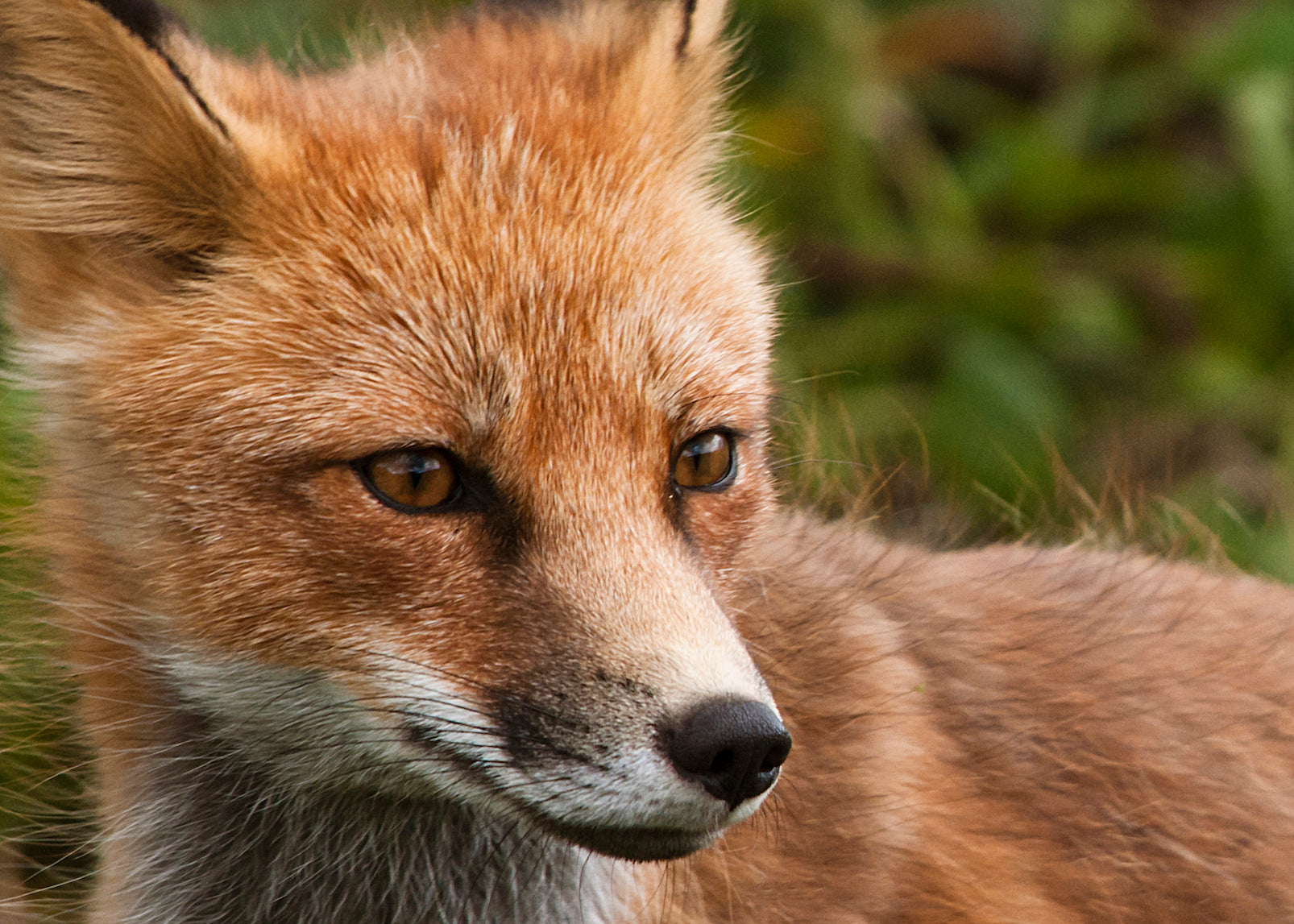 animals - wild / foxes