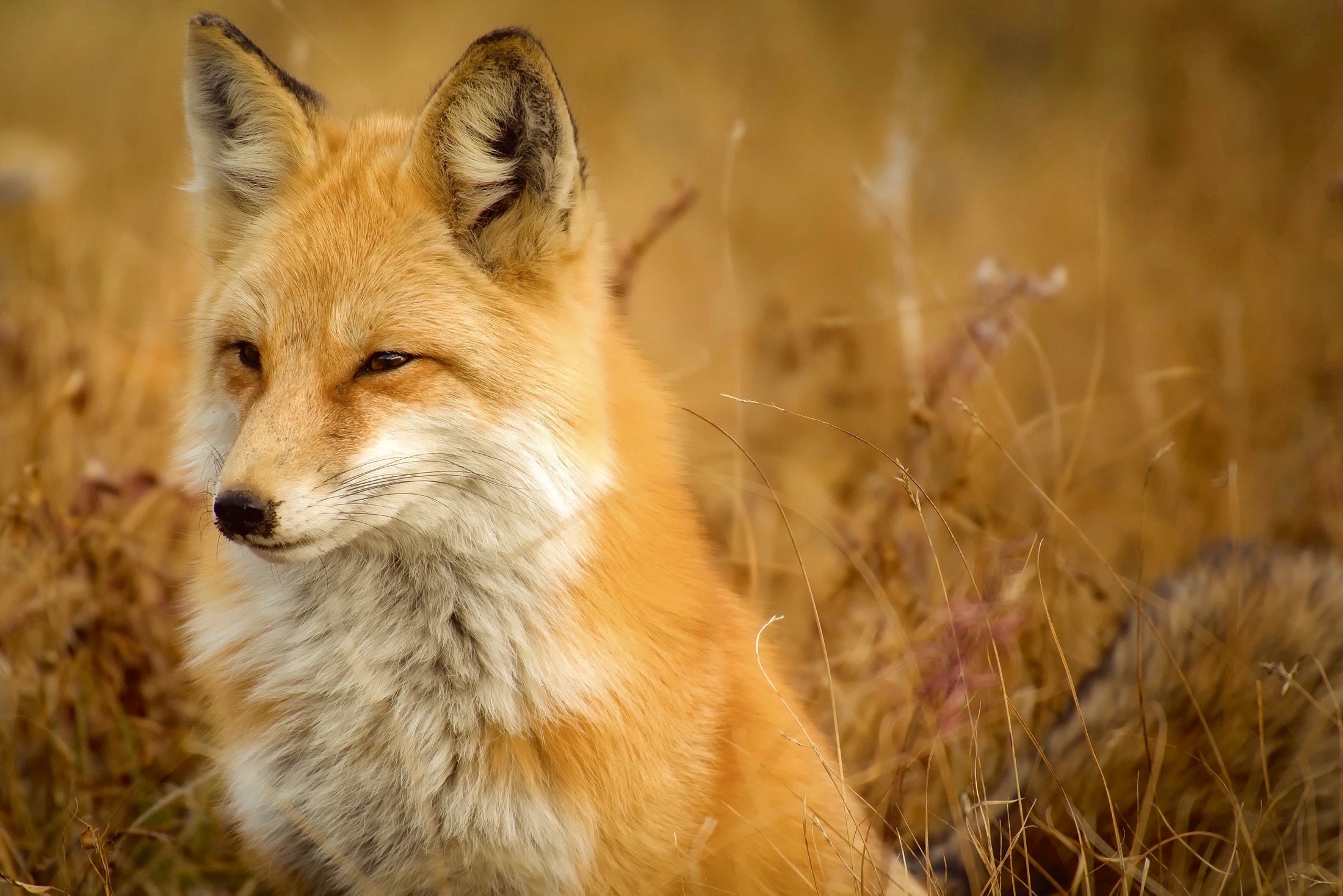 animals - wild / foxes