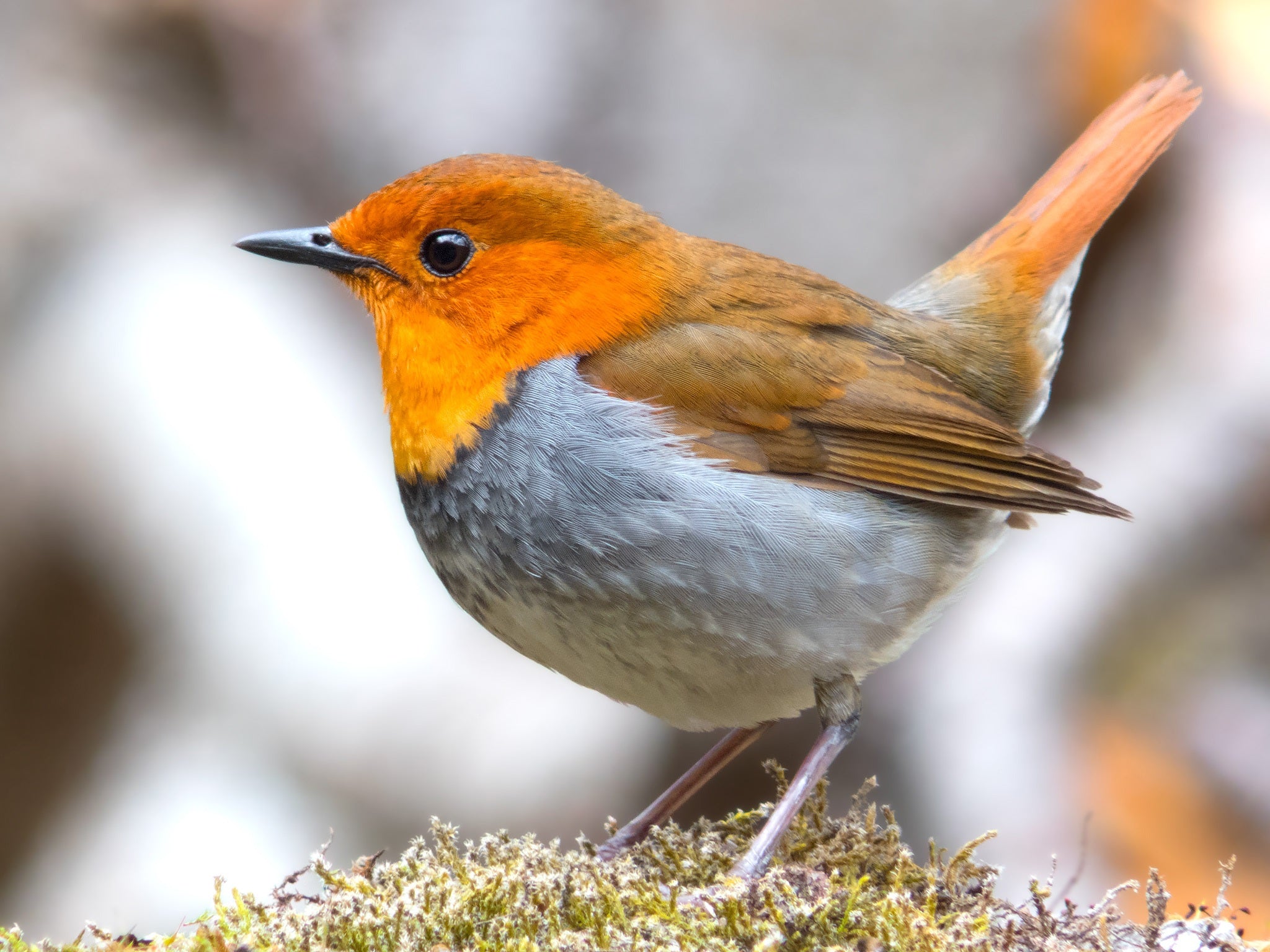 animals - flying /birds-robin