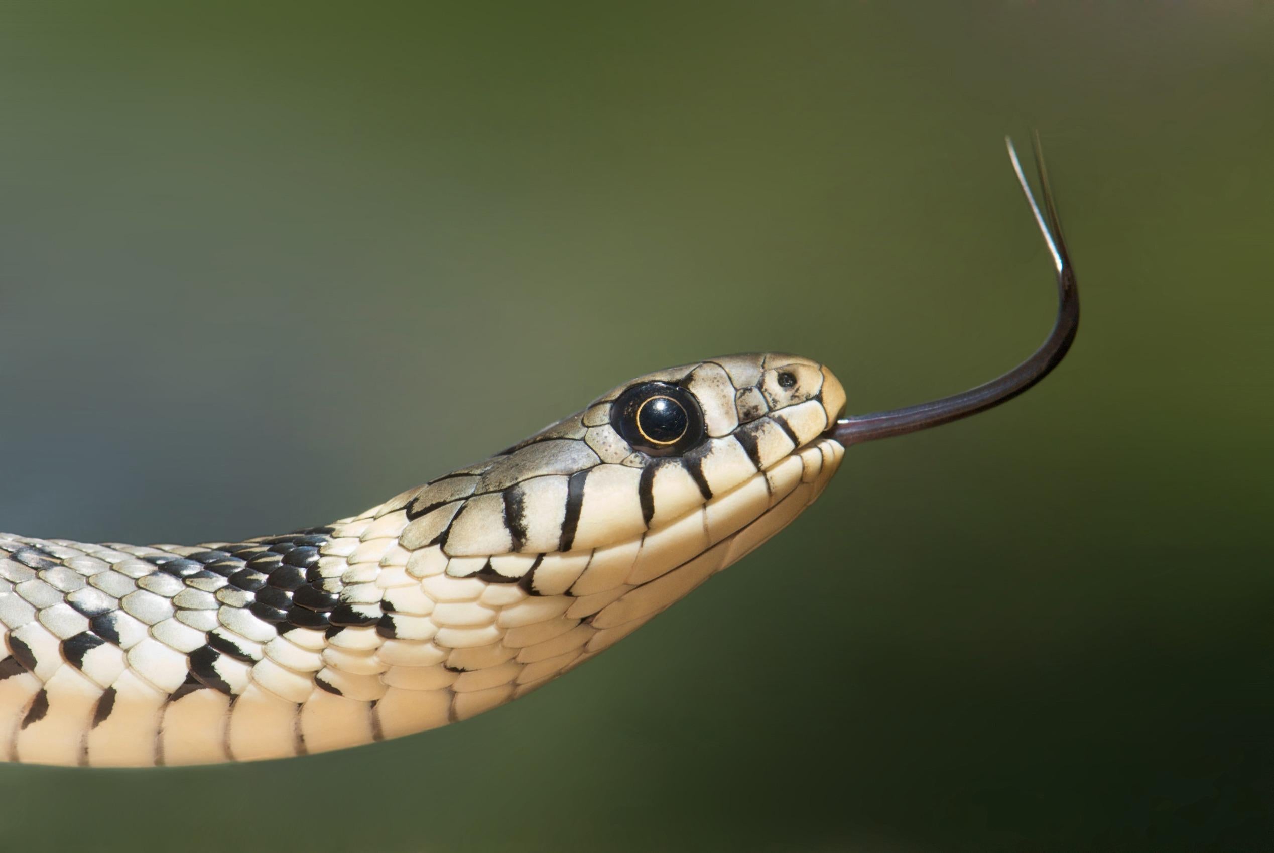 animals - wild / snakes