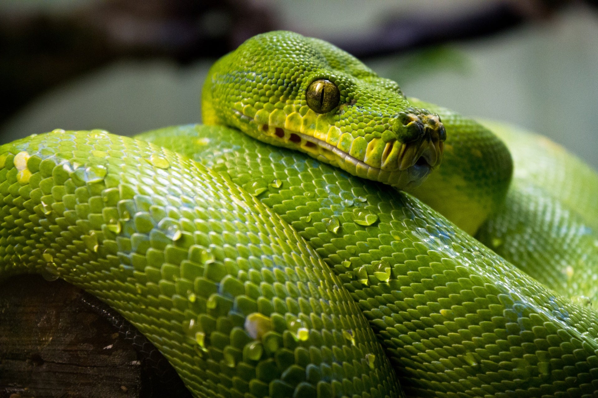 animals - wild / snakes