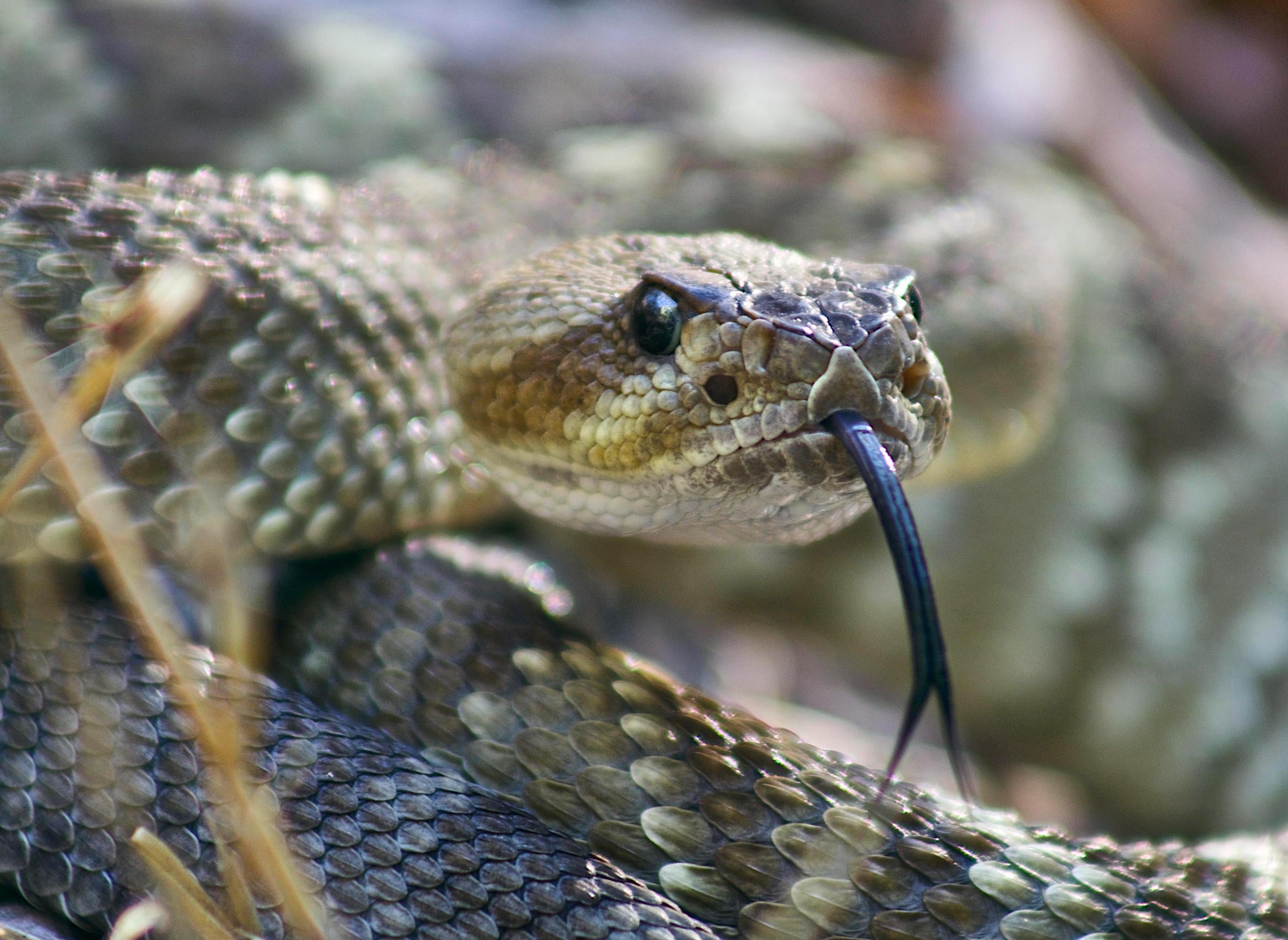 animals - wild / snakes