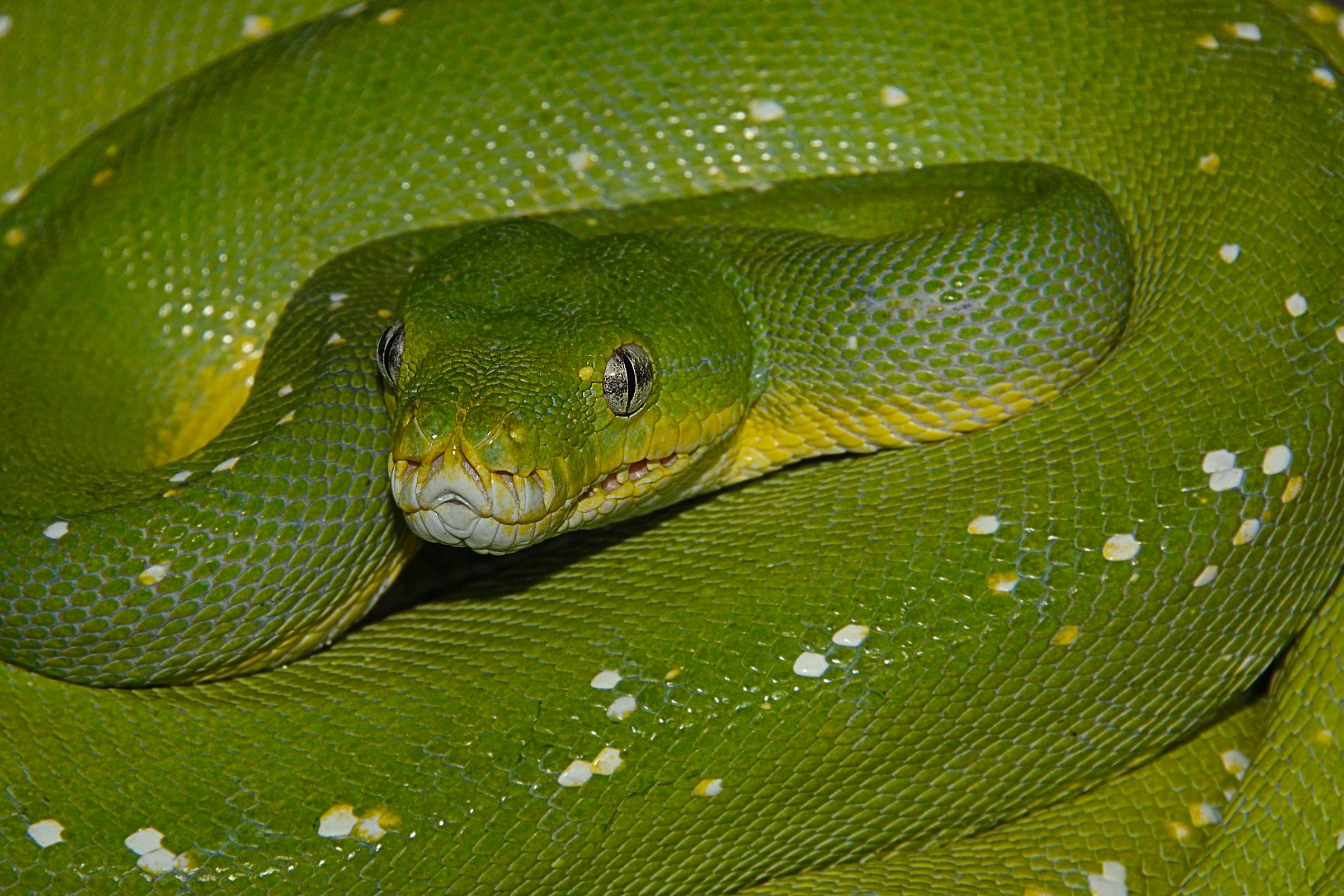 animals - wild / snakes