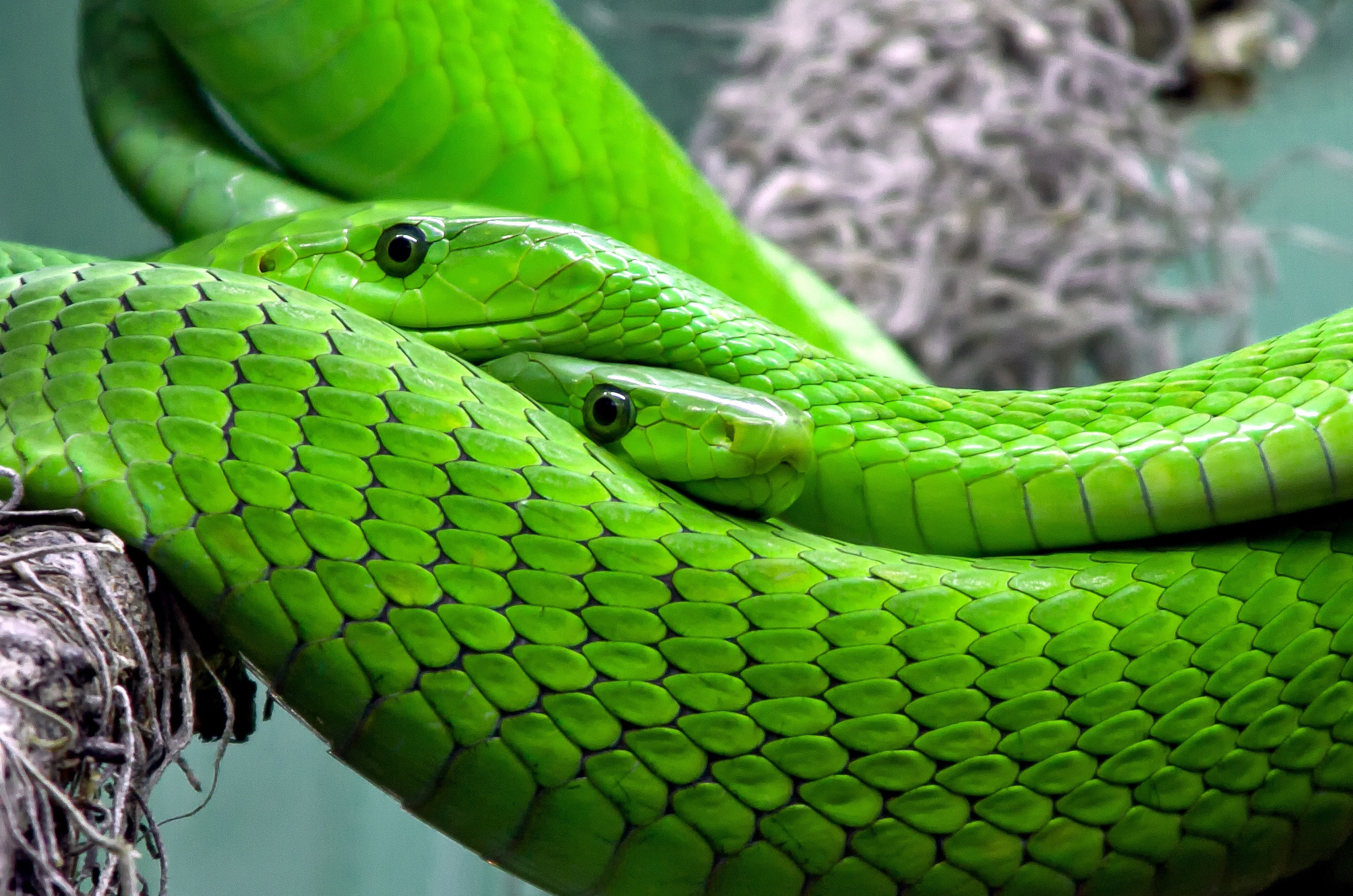 animals - wild / snakes