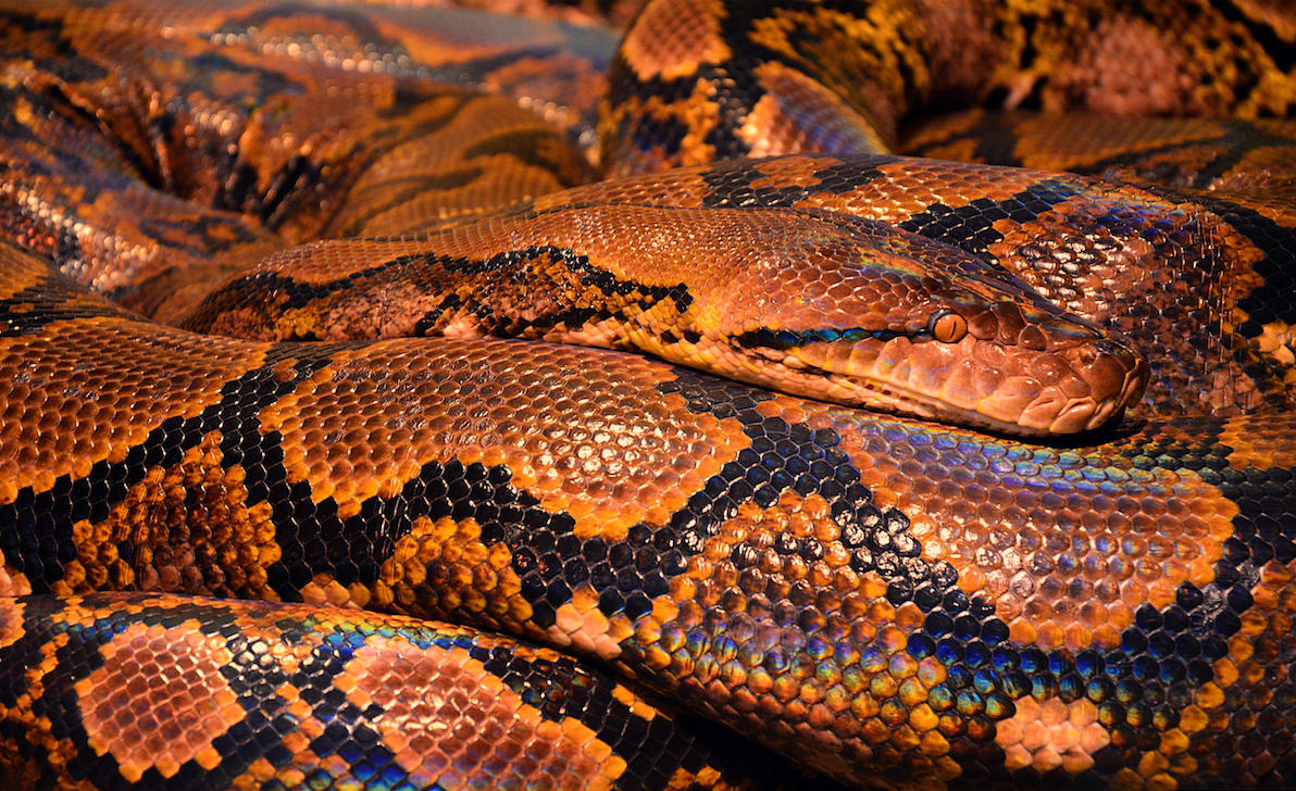 animals - wild / snakes